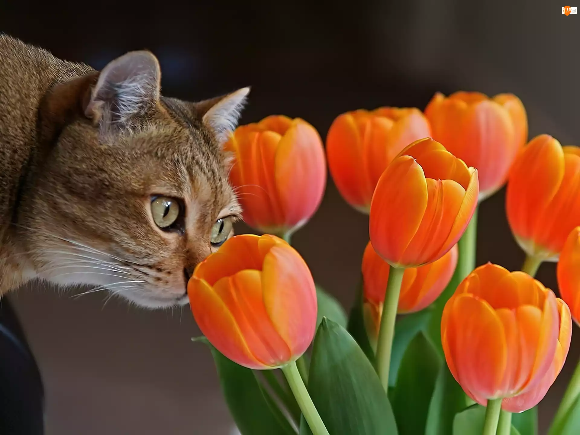 Kot, Tulipany
