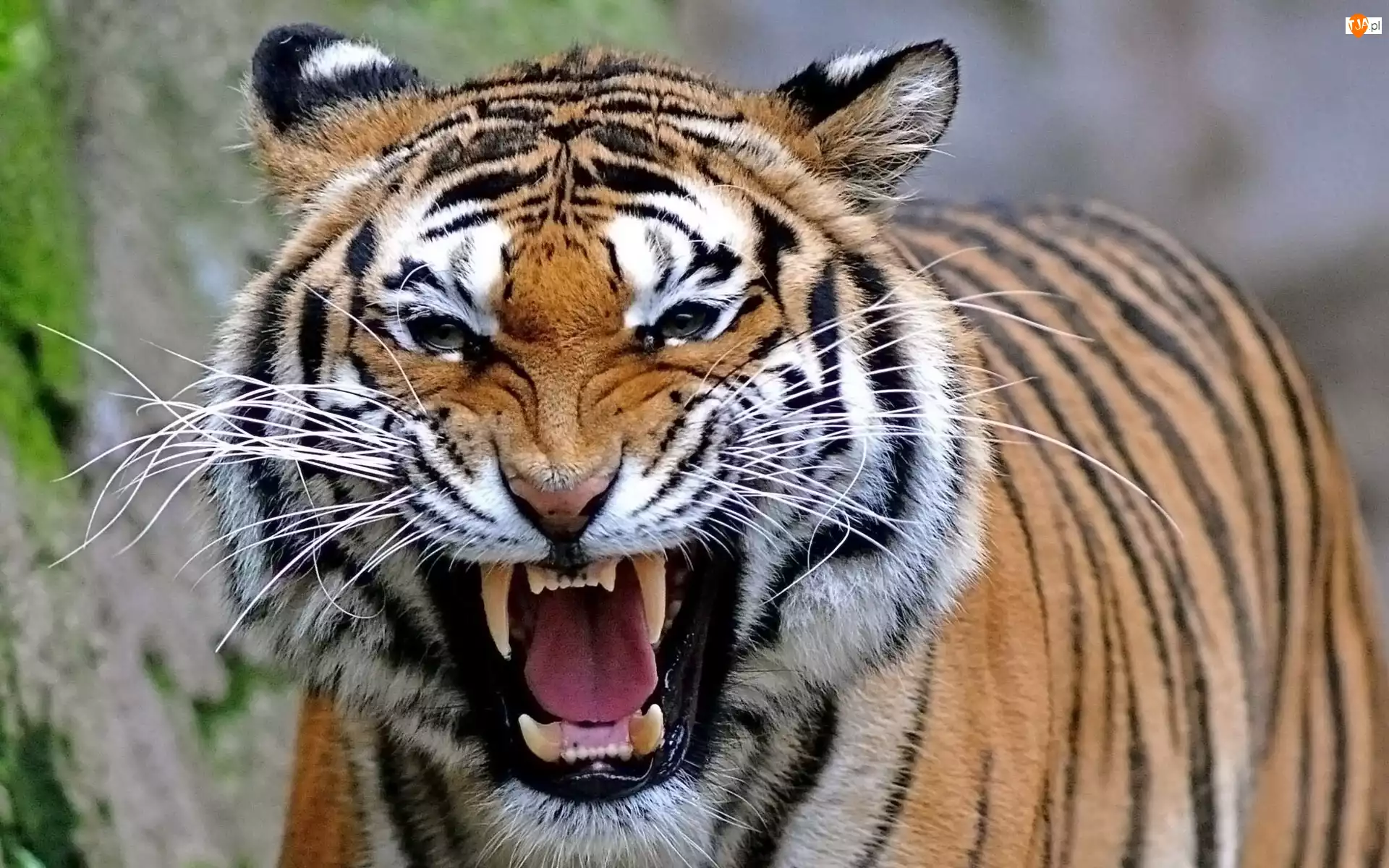 Bengalski, Groźny, Tygrys