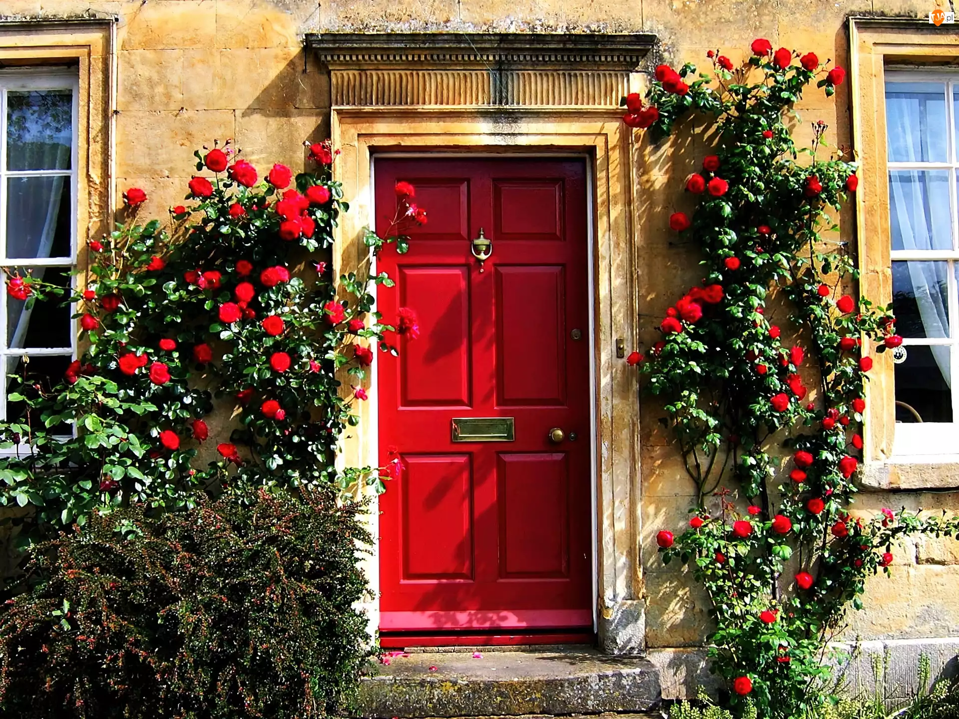 Róże, Dom, Czerwone, Drzwi