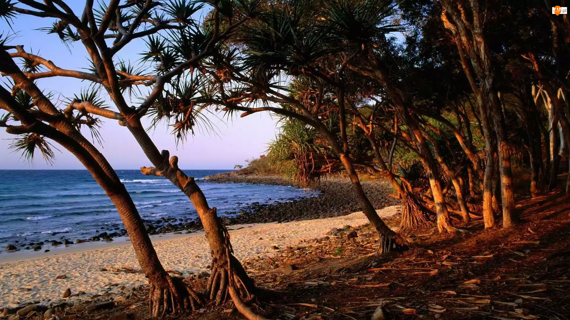 Drzewa, Wybrzeże, Australii