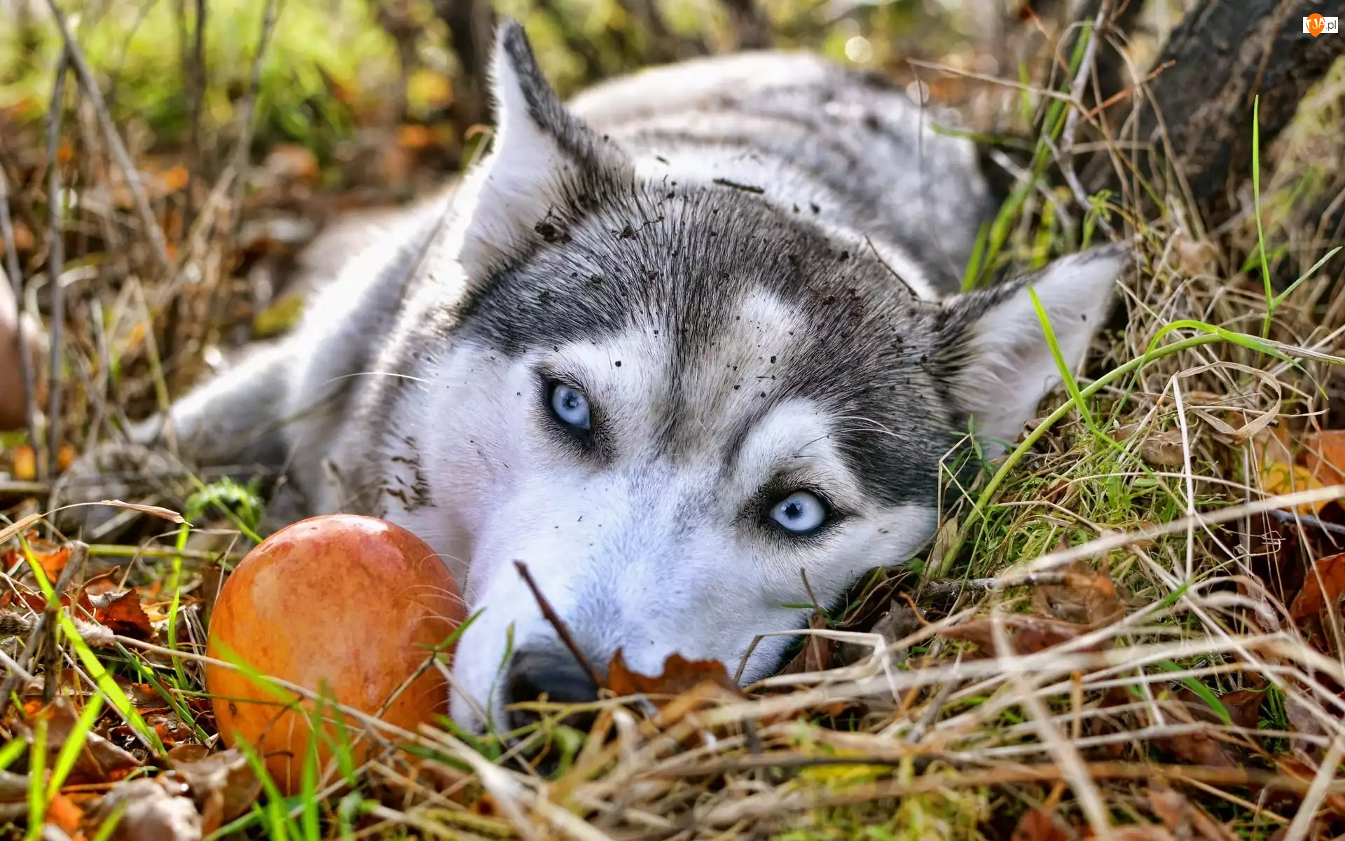 Siberian Husky, Błękitne, Oczy