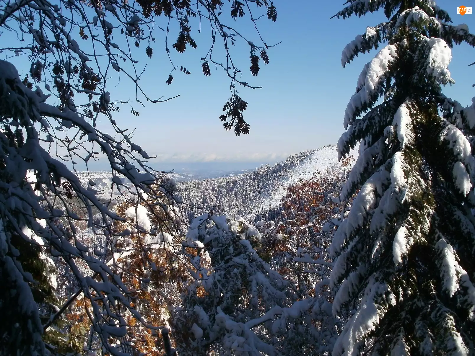 Śnieg, Góry, Drzewa