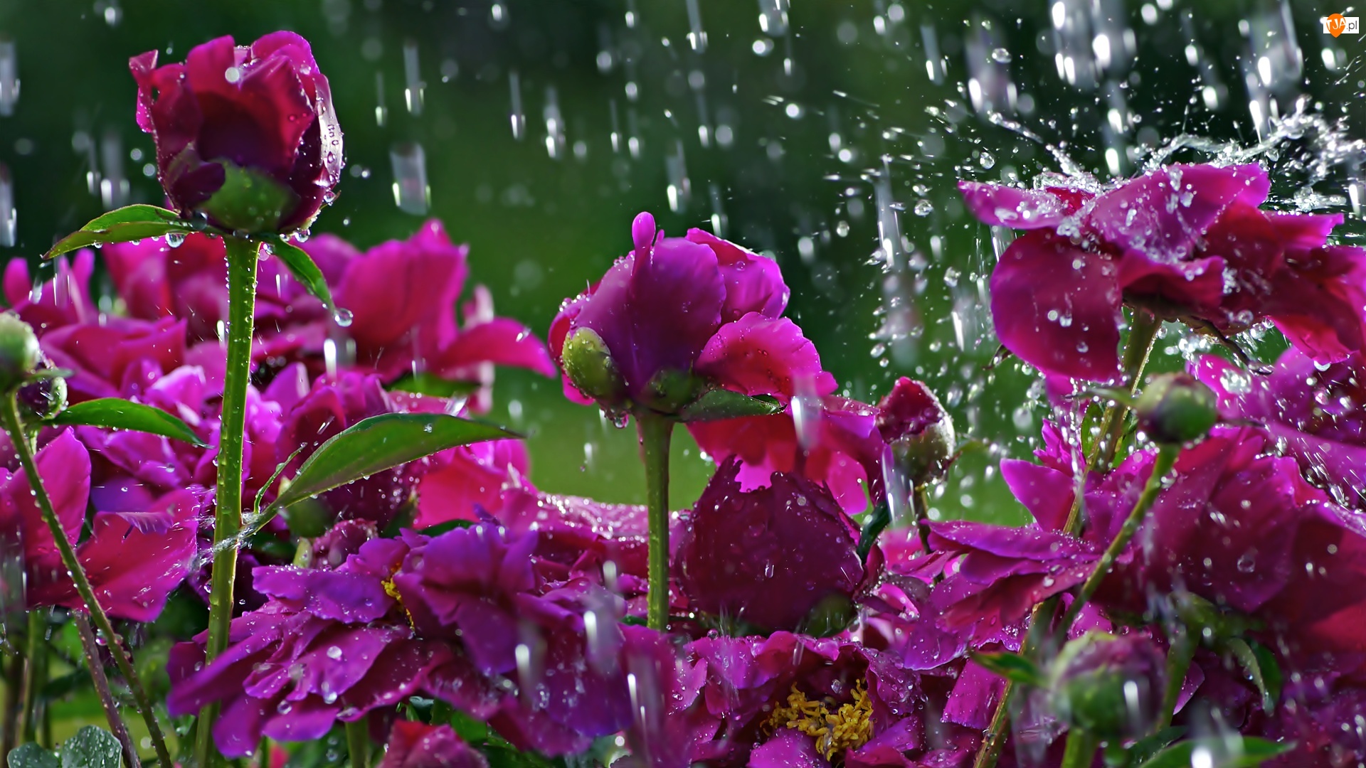 Deszczu, Kwiaty, W