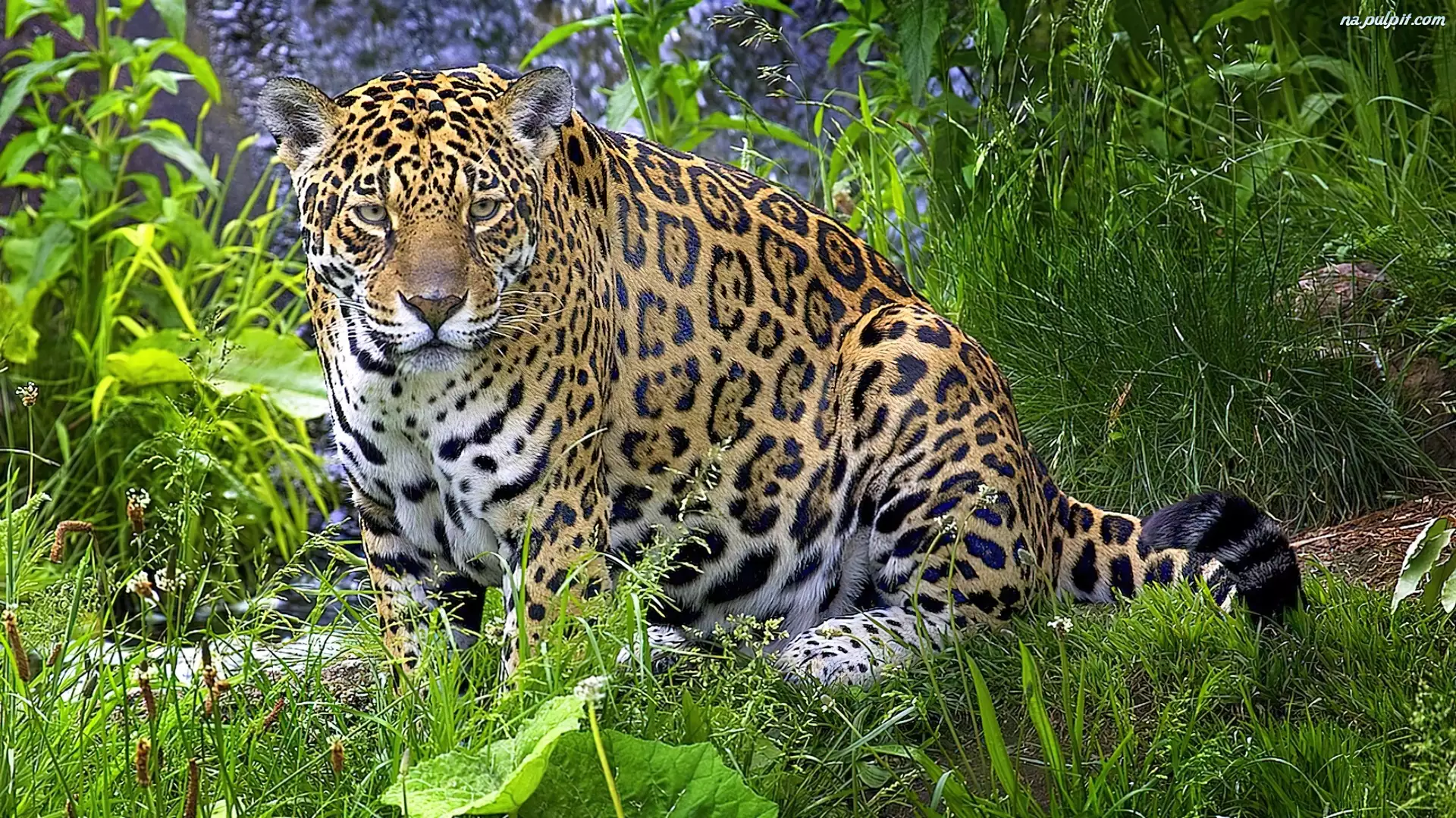 Trawa, Jaguar