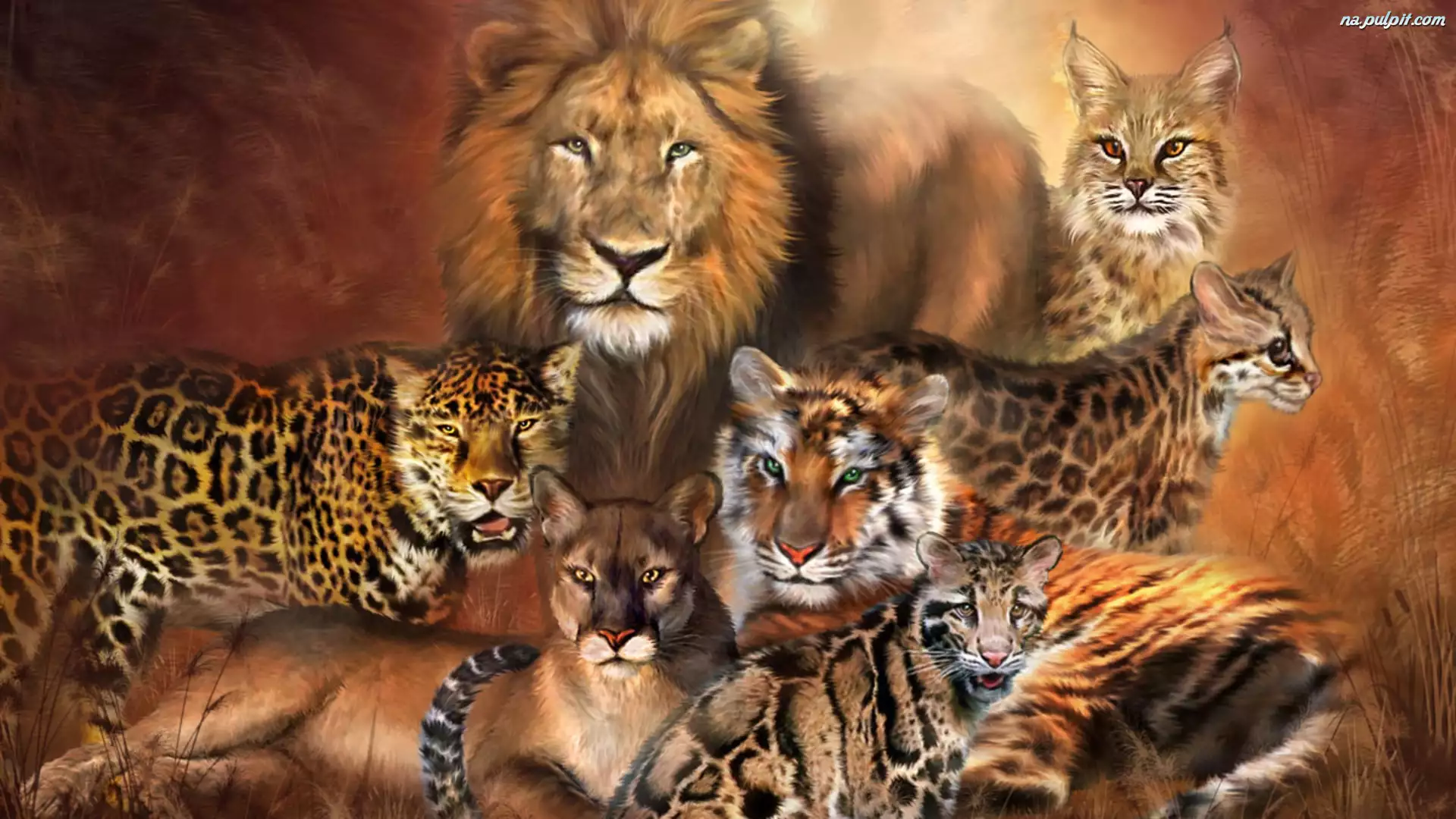 Lampart, Lew, Tygrys, Koty, Puma, Duże