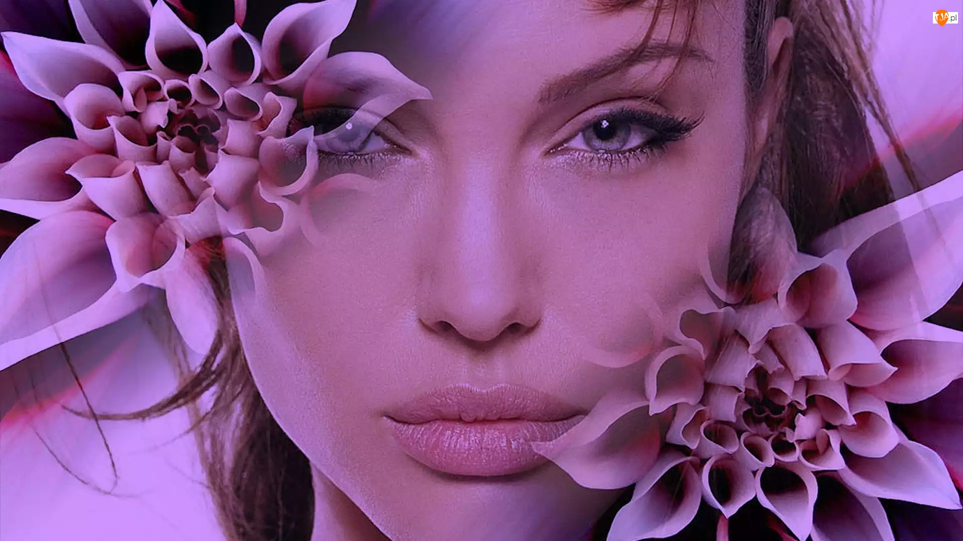 Kwiaty, Angelina Jolie