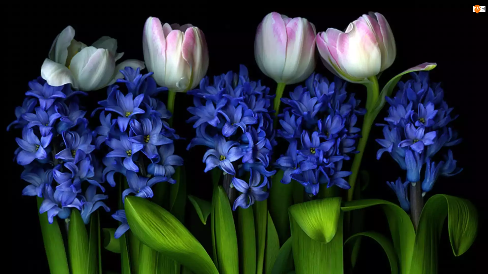 Синие тюльпаны на черном фоне