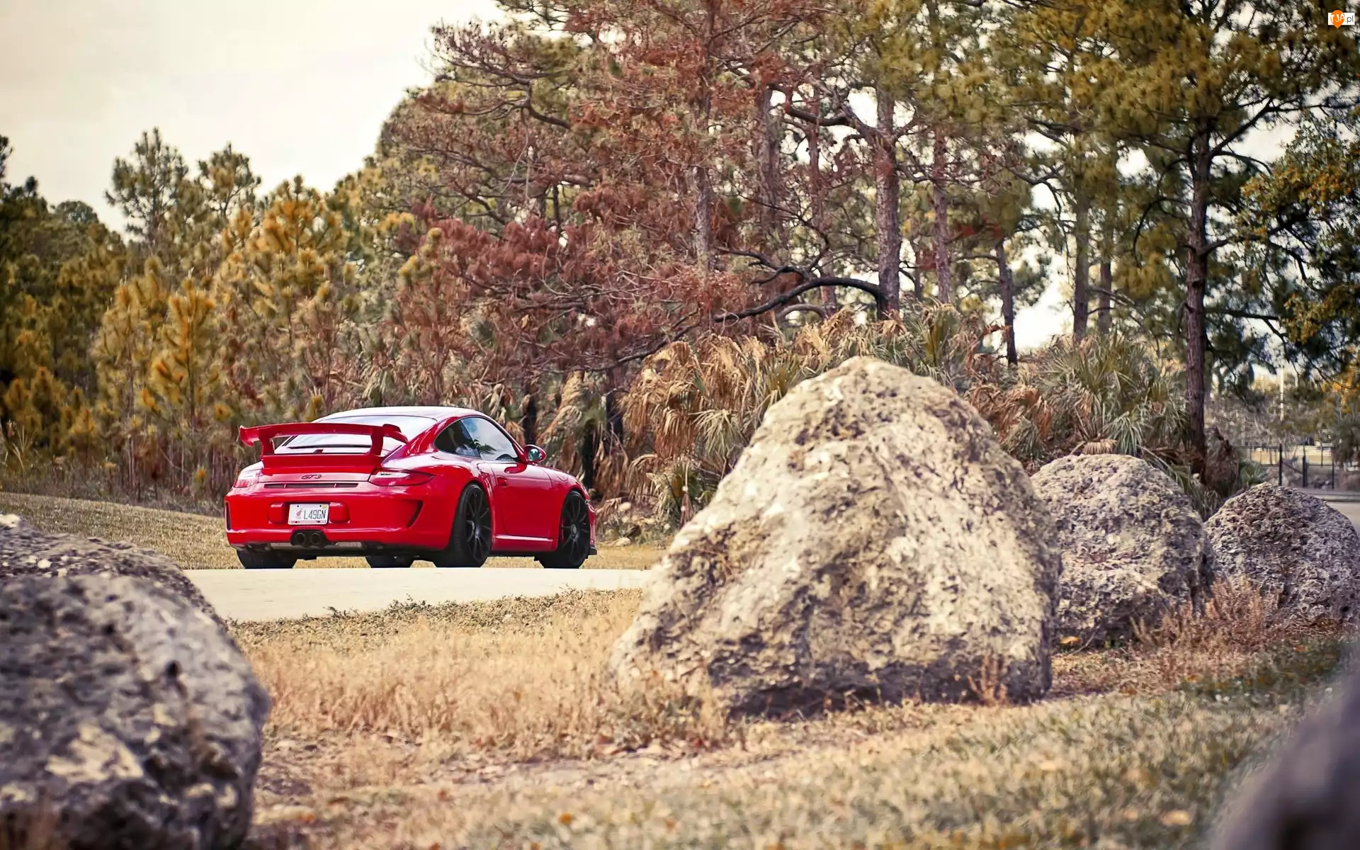 911, Kamienie, Porsche, Czerwone, Drzewa