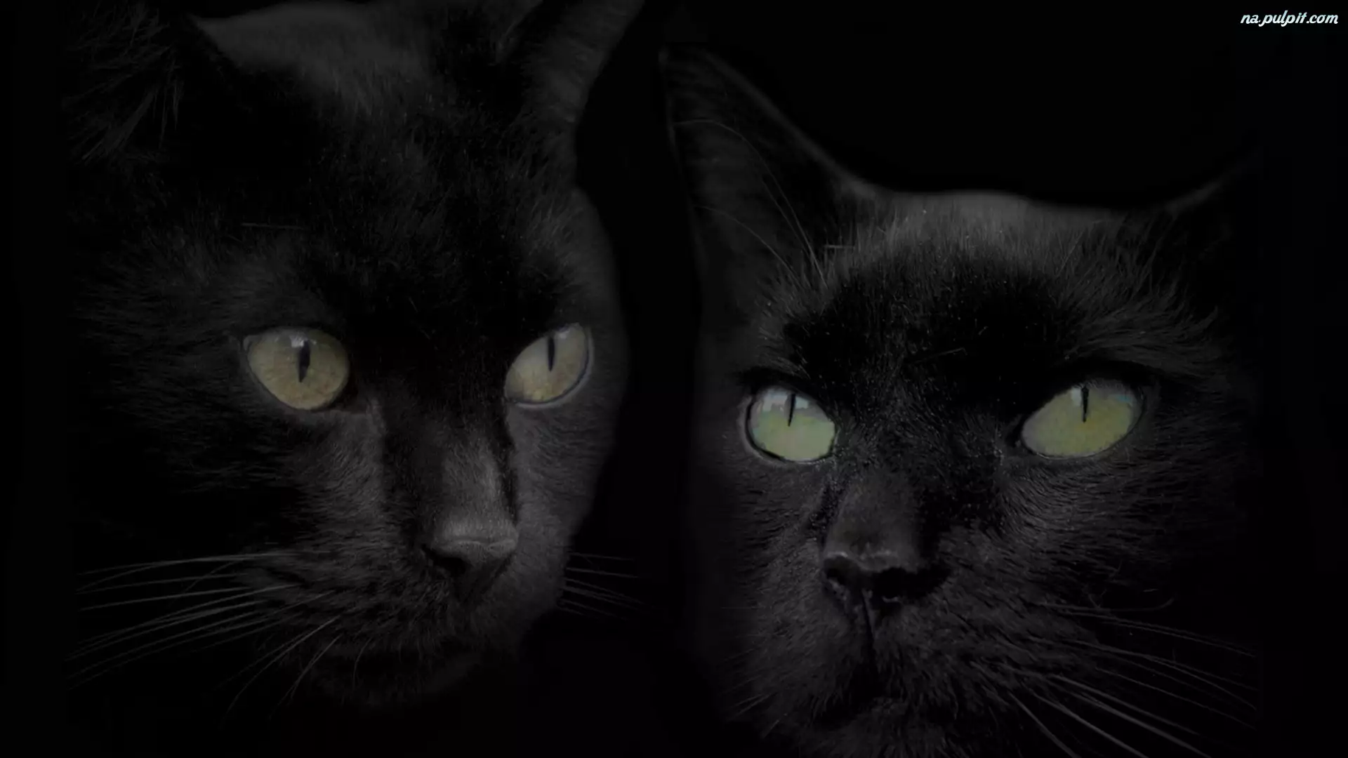 Oczy, Czarne, Koty