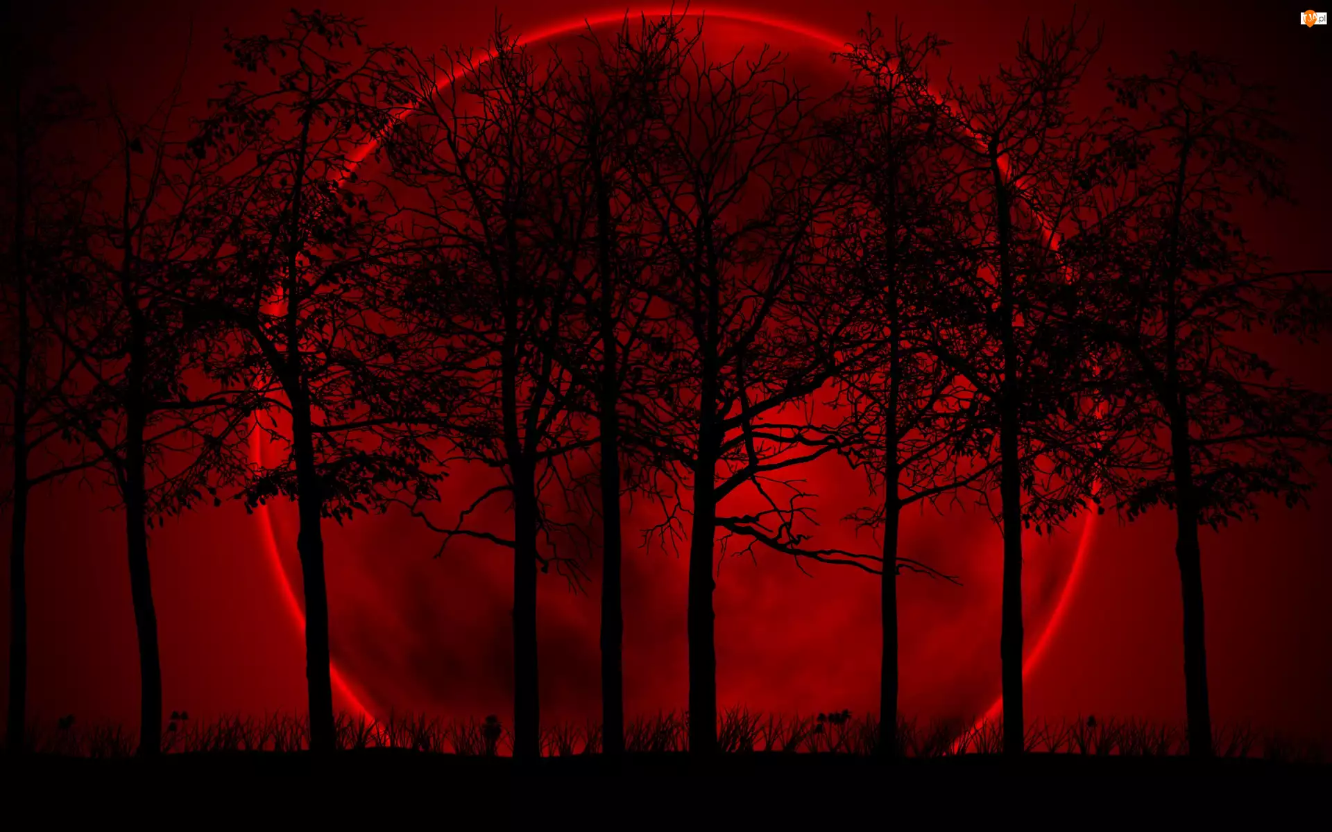 Drzewa, Planeta, Czerwone, Niebo
