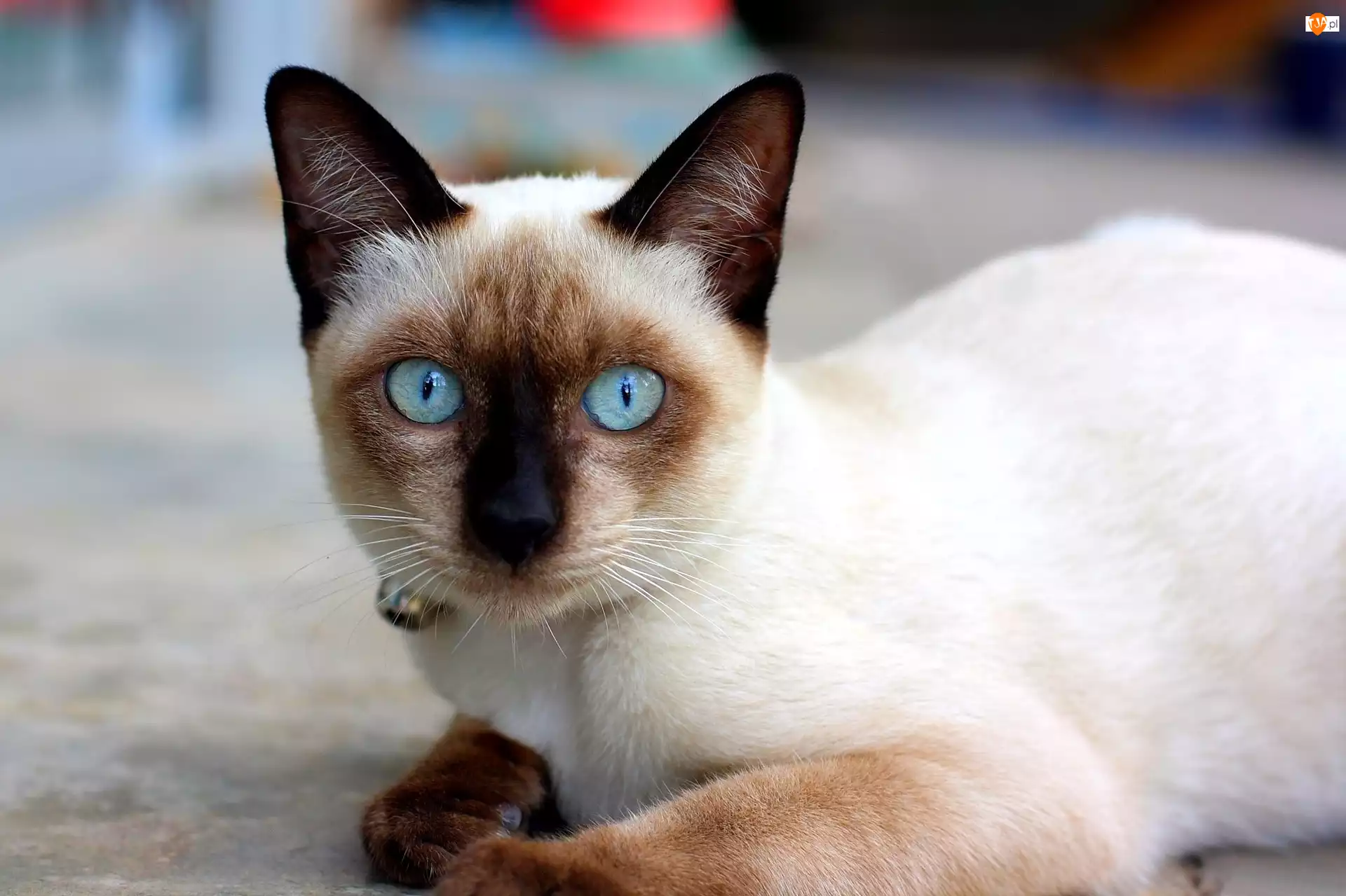 Oczy, Piękny, Syjamski, Kot, Niebieskie