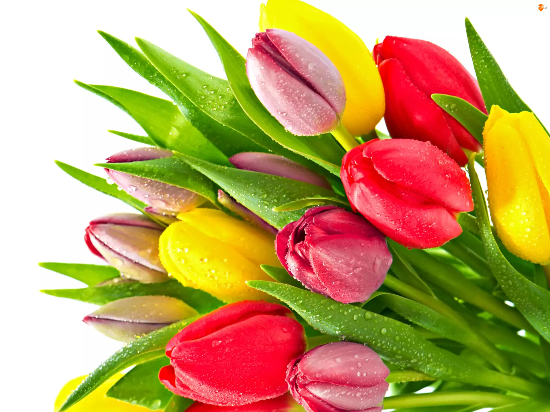 Rosy, Kolorowe, Tulipany, Krople