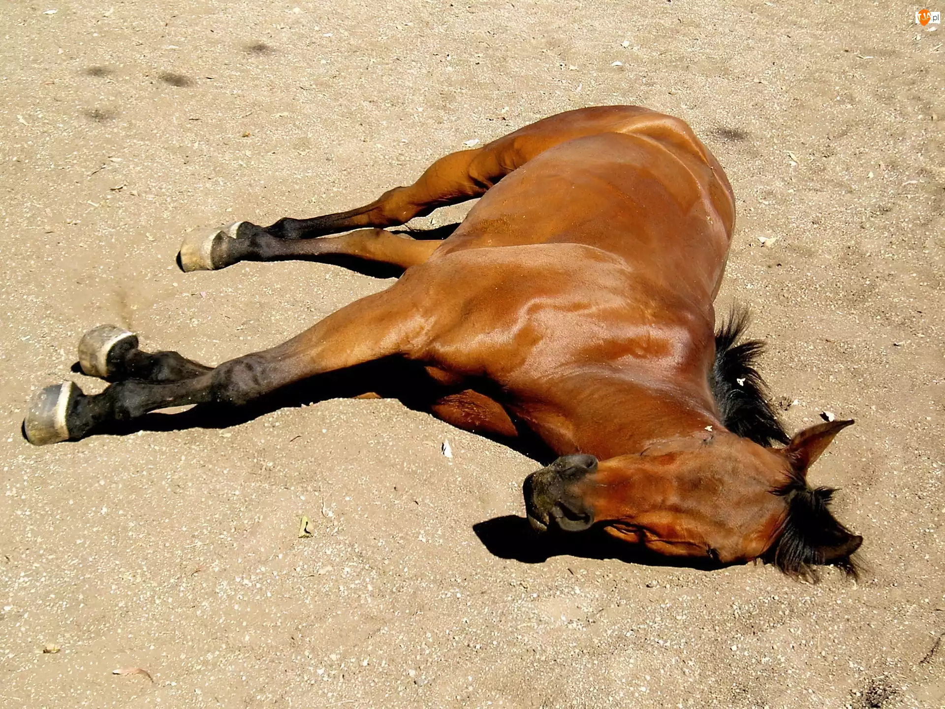 Odpoczynek, Koń