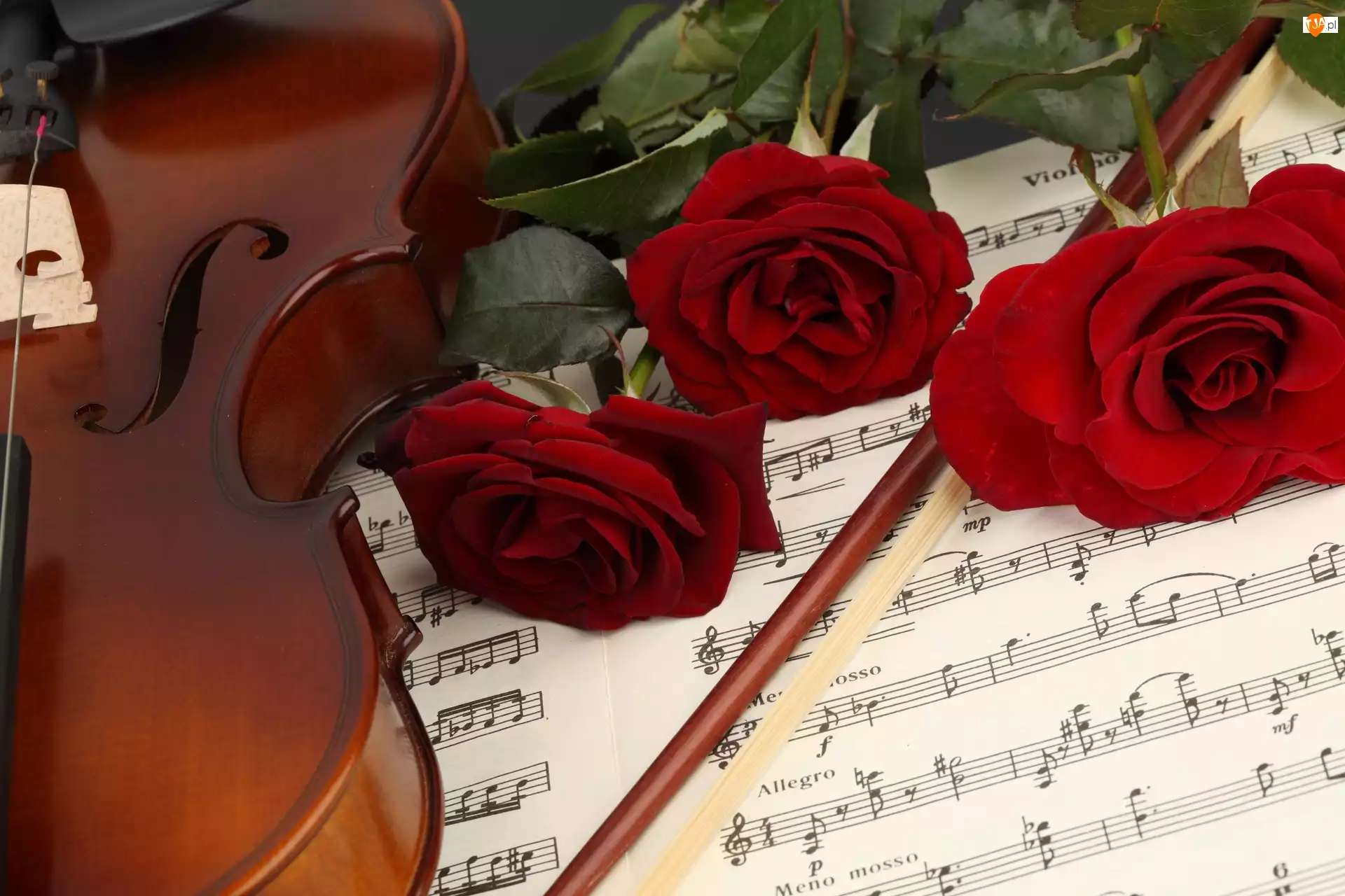 Róże, Skrzypce, Muzyczny, Instrument, Nuty