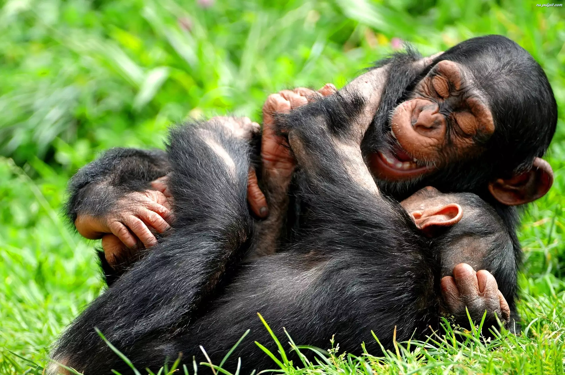 Szympansy, Rozbawione
