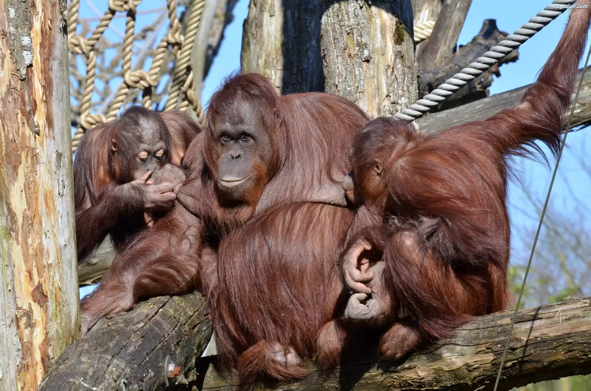 Orangutanów, Drzewo, Rodzinka