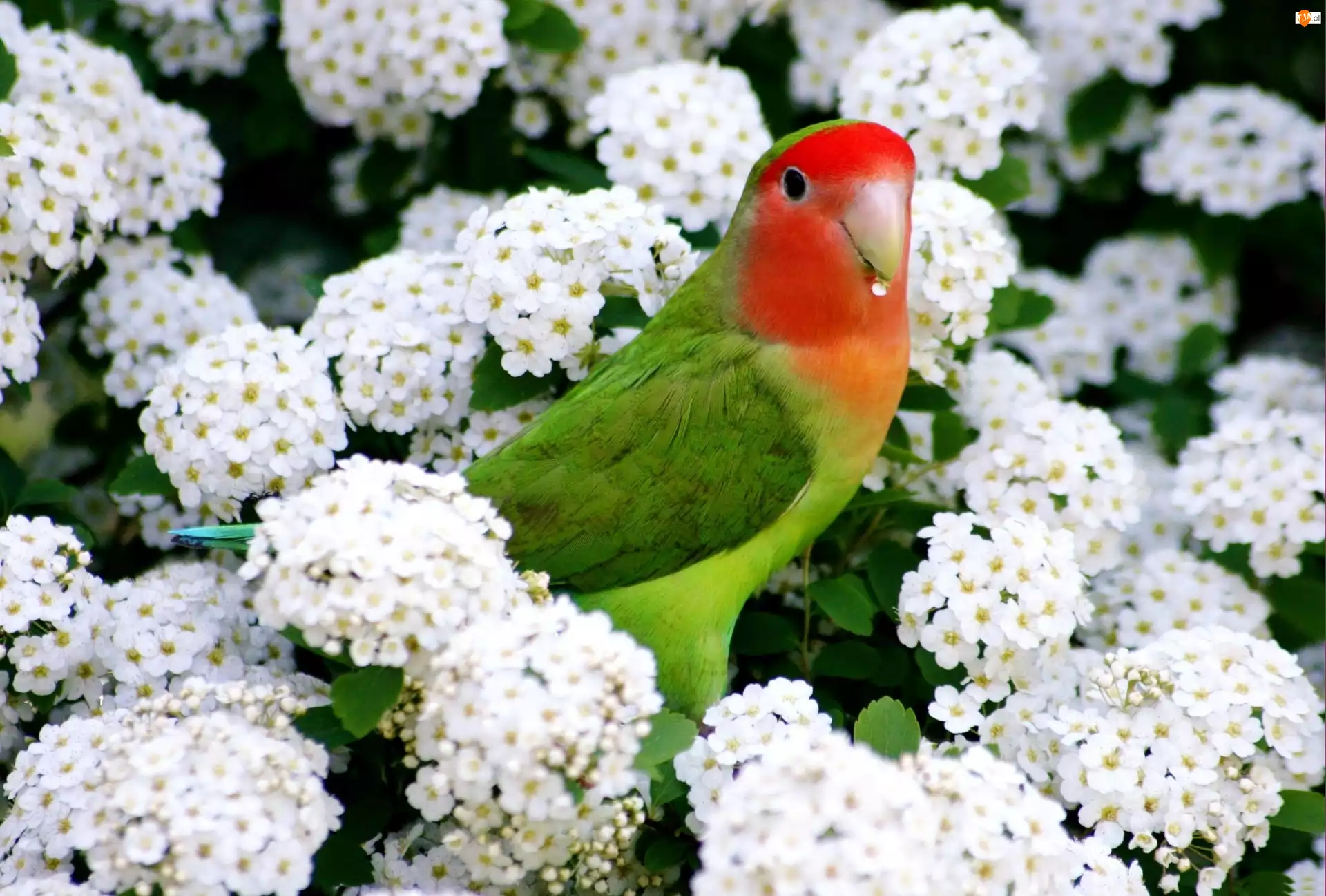 Białe, Papuga, Kwiaty, Kolorowa