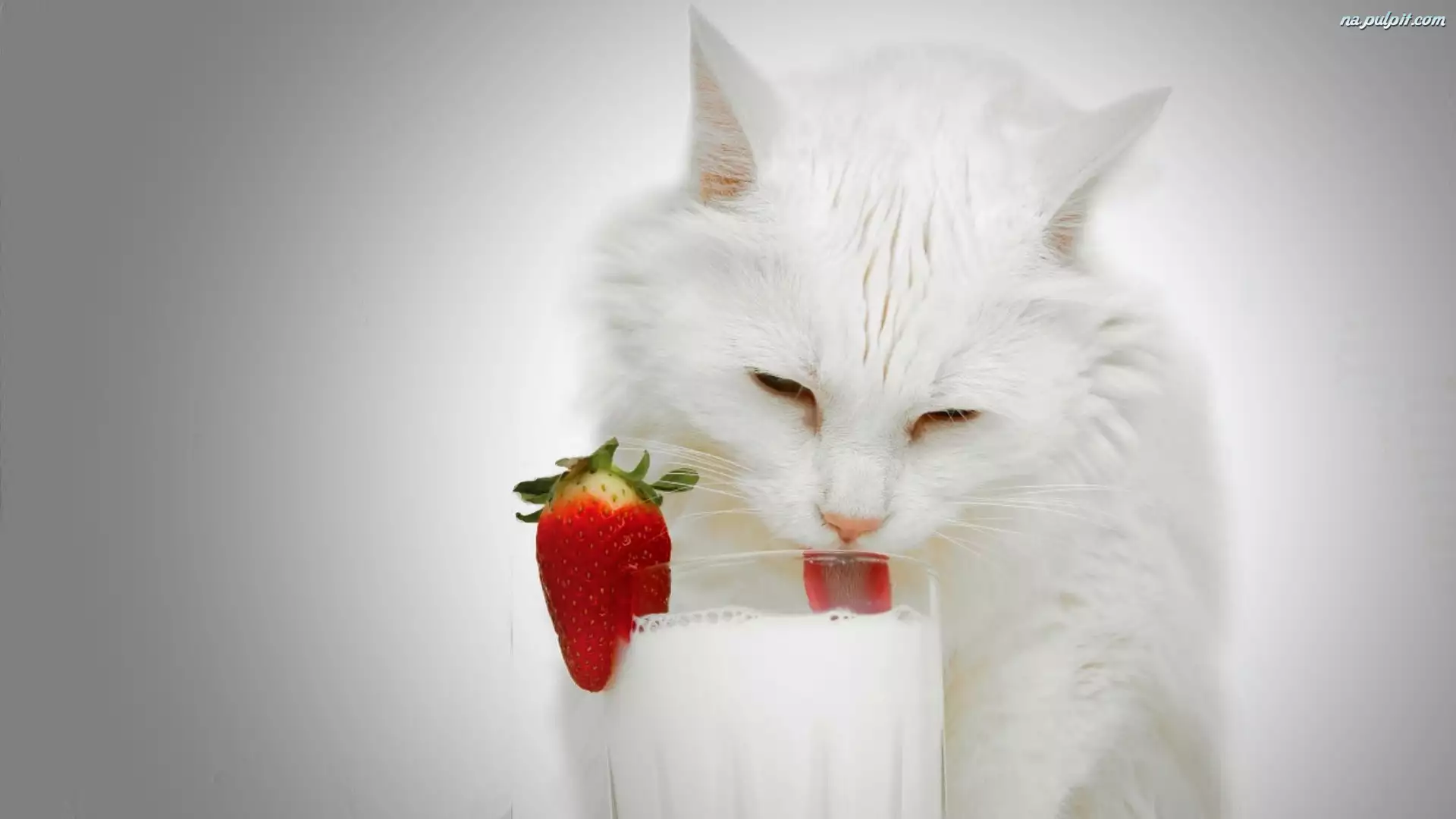 Biały, Mleko, Kot, Szklanka