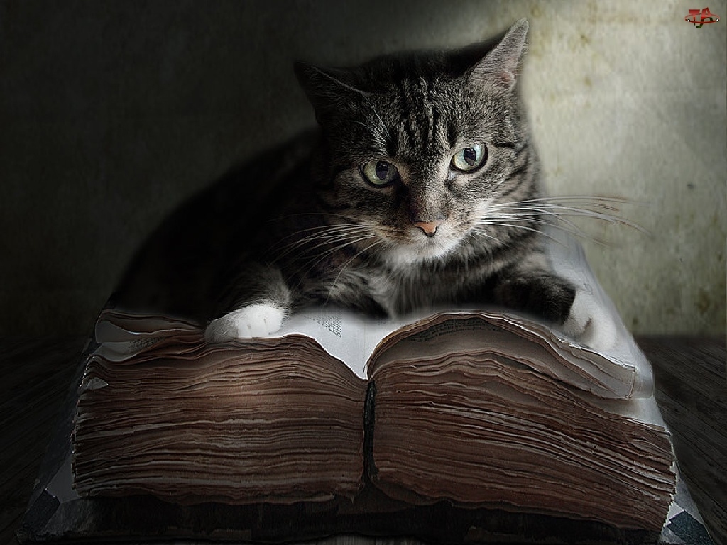 Księga, Kot, Gruba