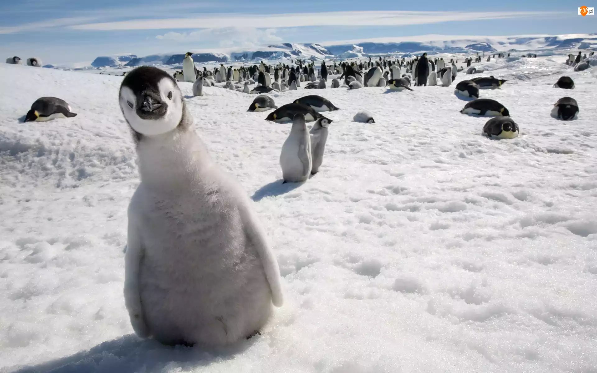 Śnieg, Pingwiny