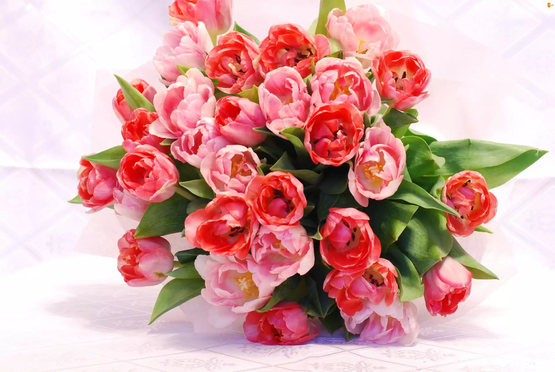 Tulipanów, Bukiet, Różowych
