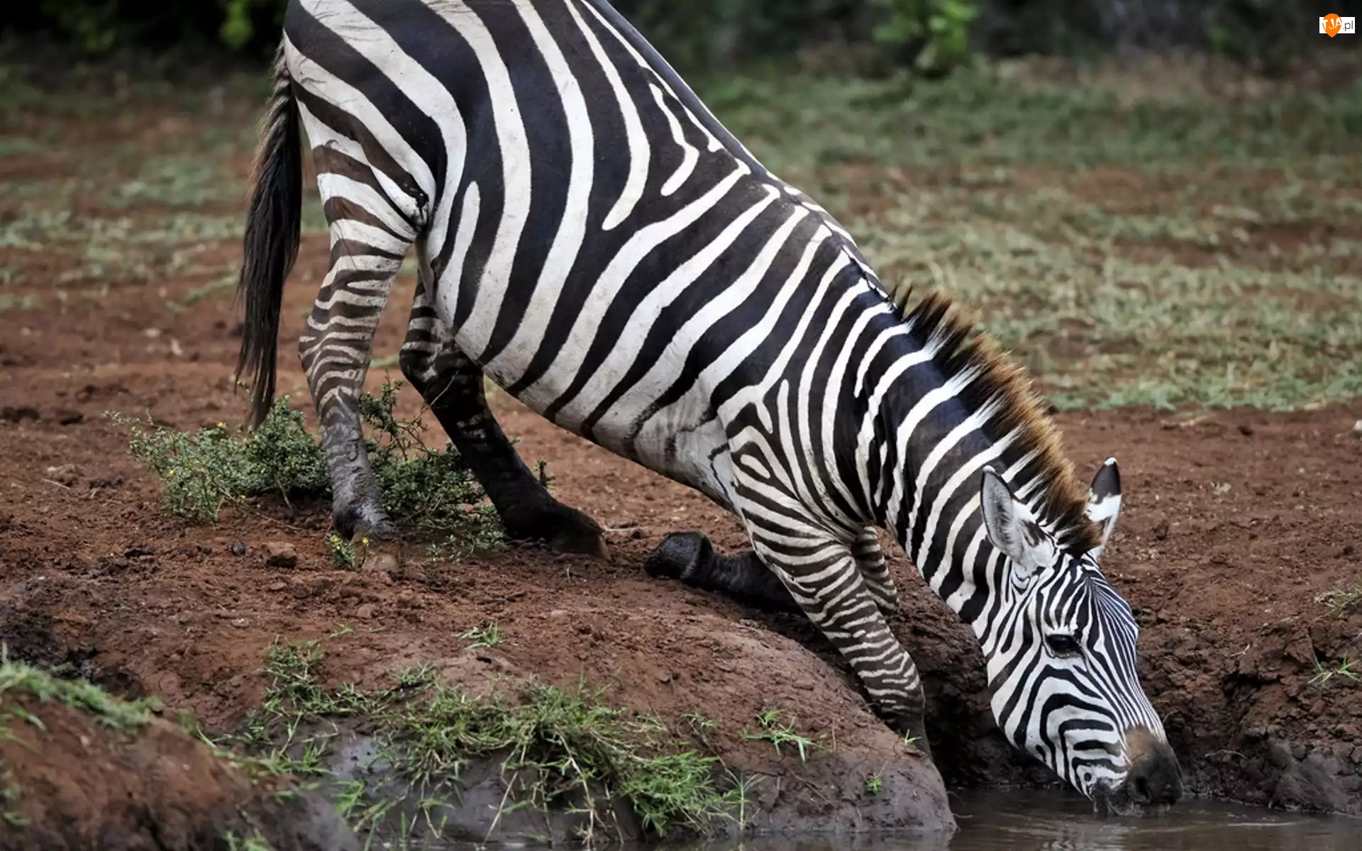 Wodopój, Zebra