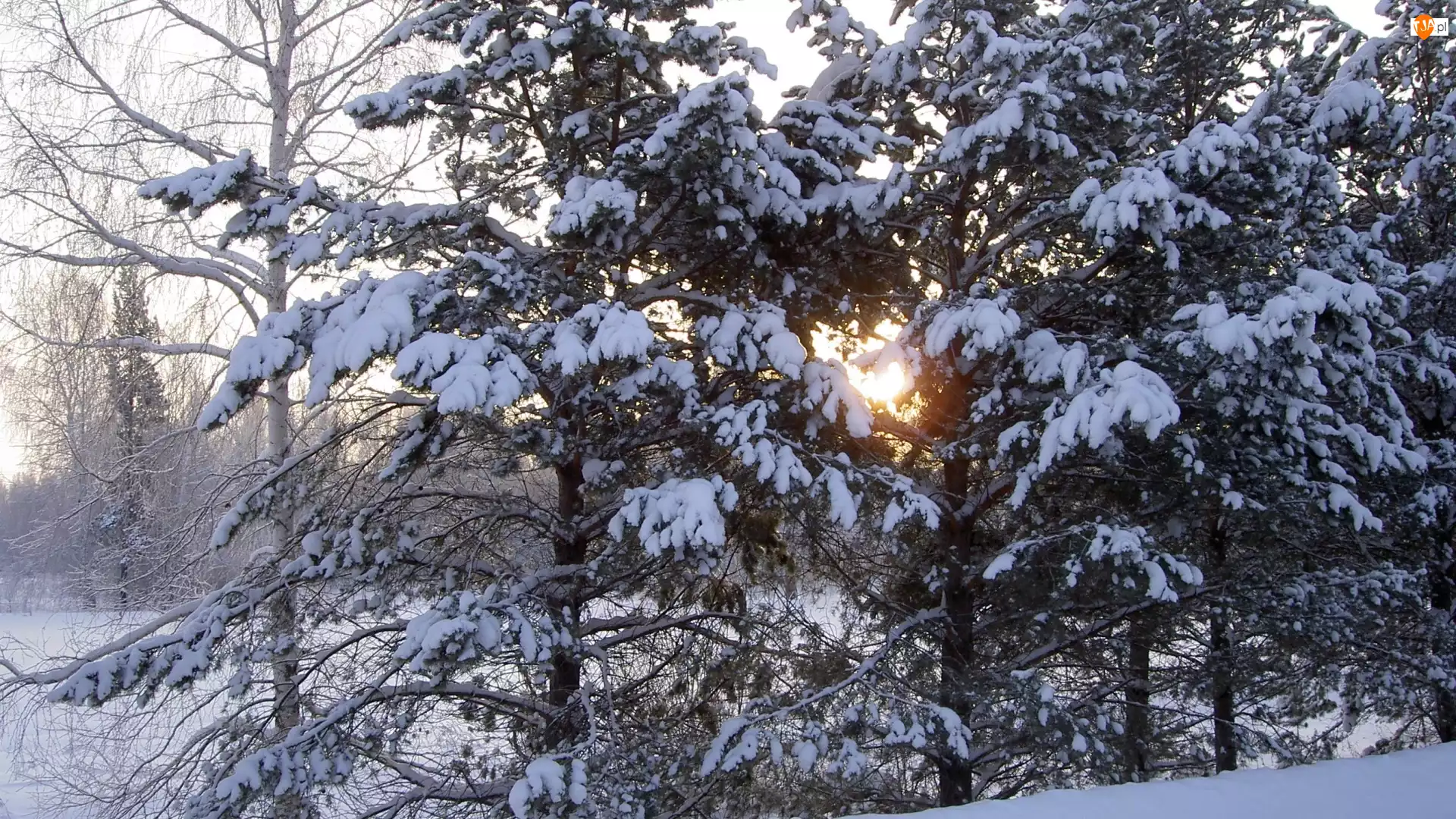 Drzewa, Iglasty, Słońce, Zaspy, Śnieg, Las