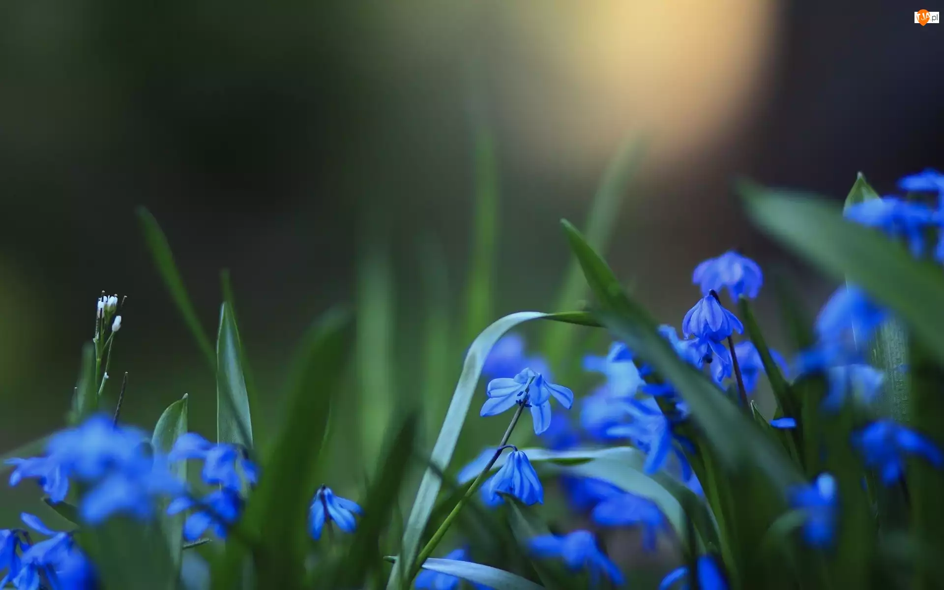 Cebulicy, Niebieskie, Kwiaty