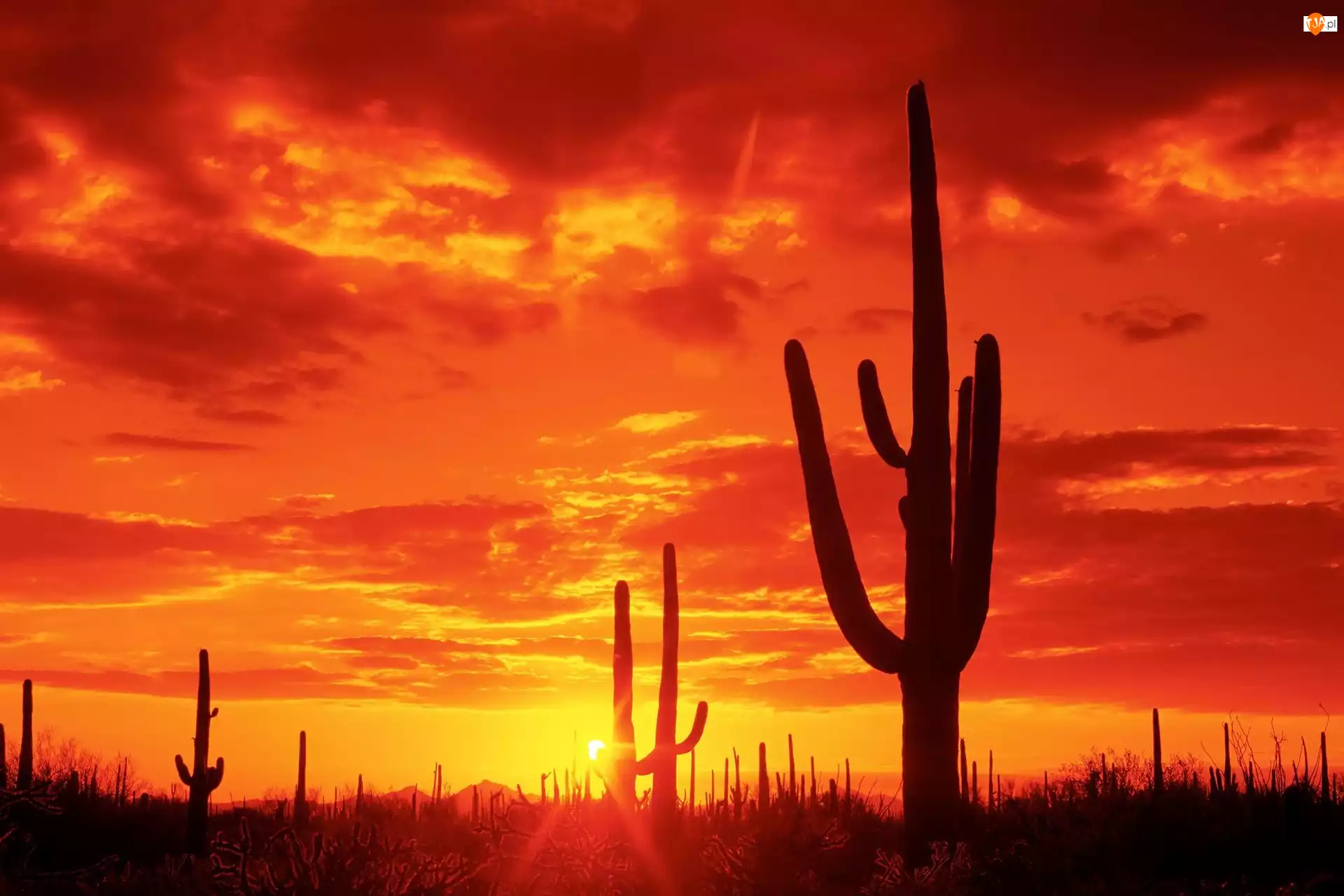 Kaktusy, Zachód, Słońca