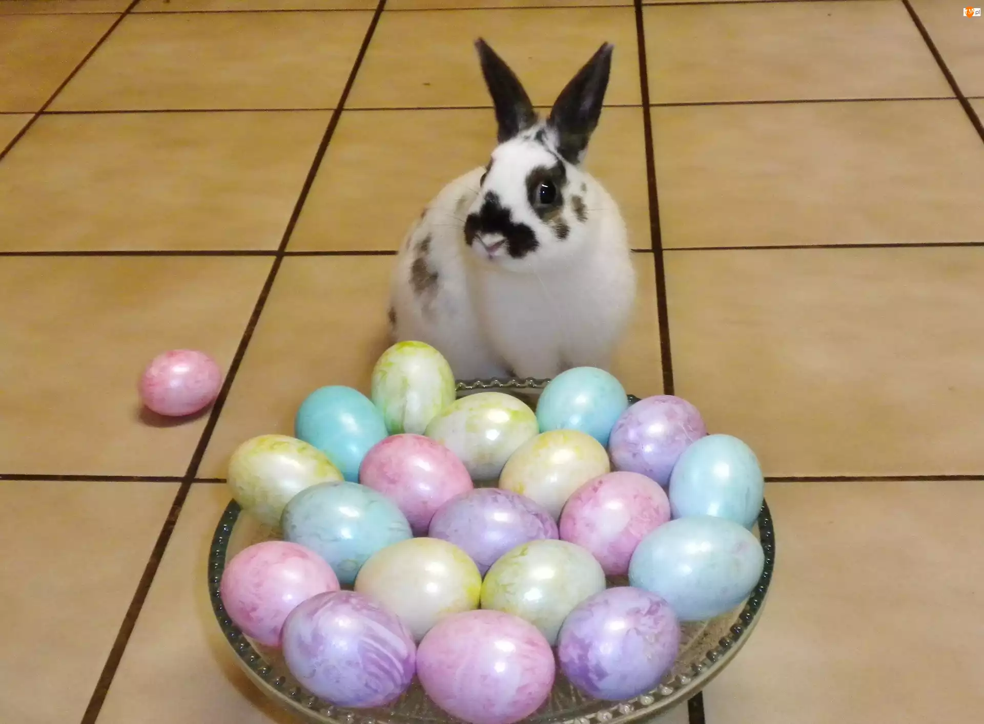Животные без яиц. Крольчата из яиц вылупляются. Необычные яйца животных.