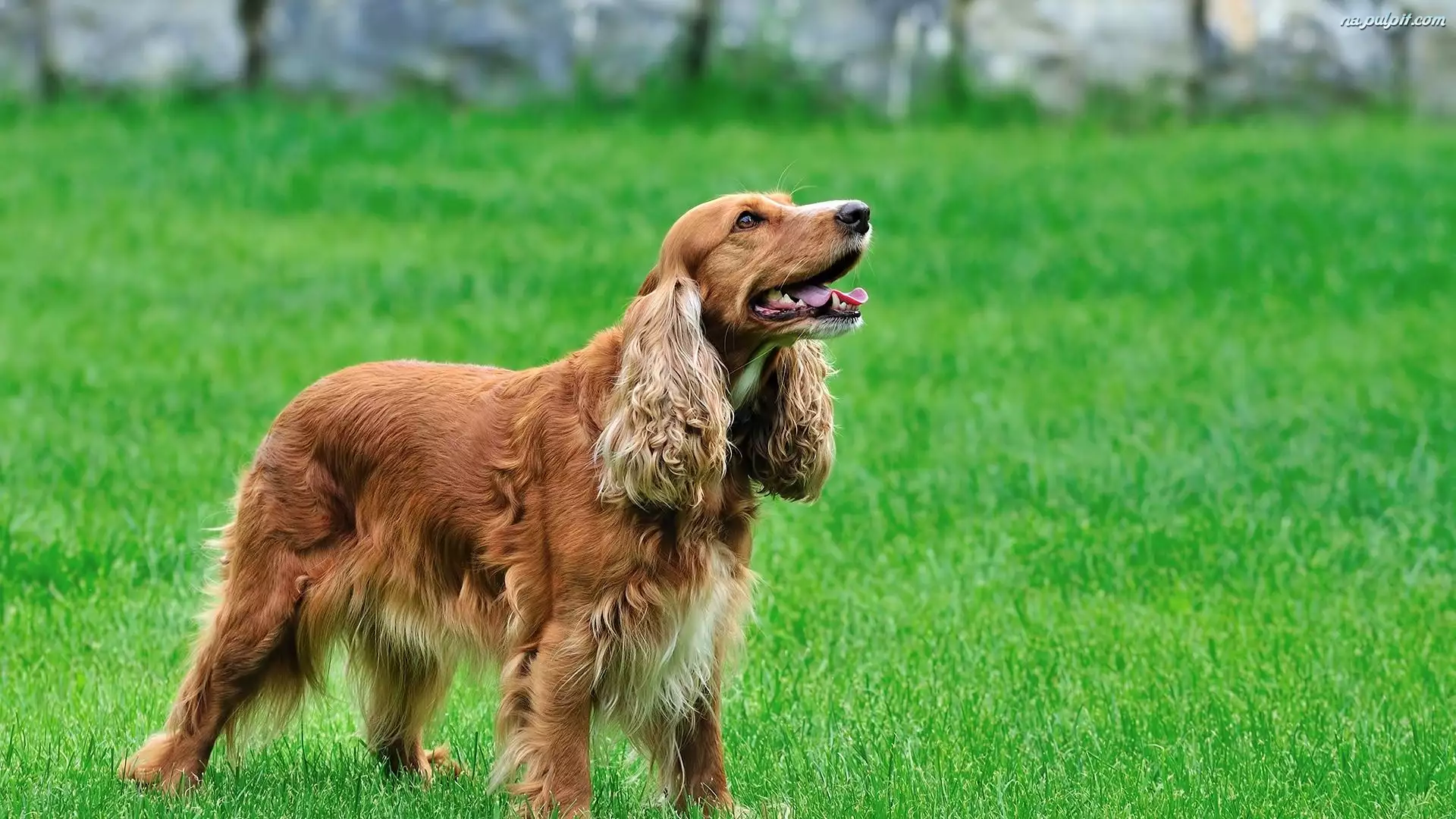 Trawa, Spaniel