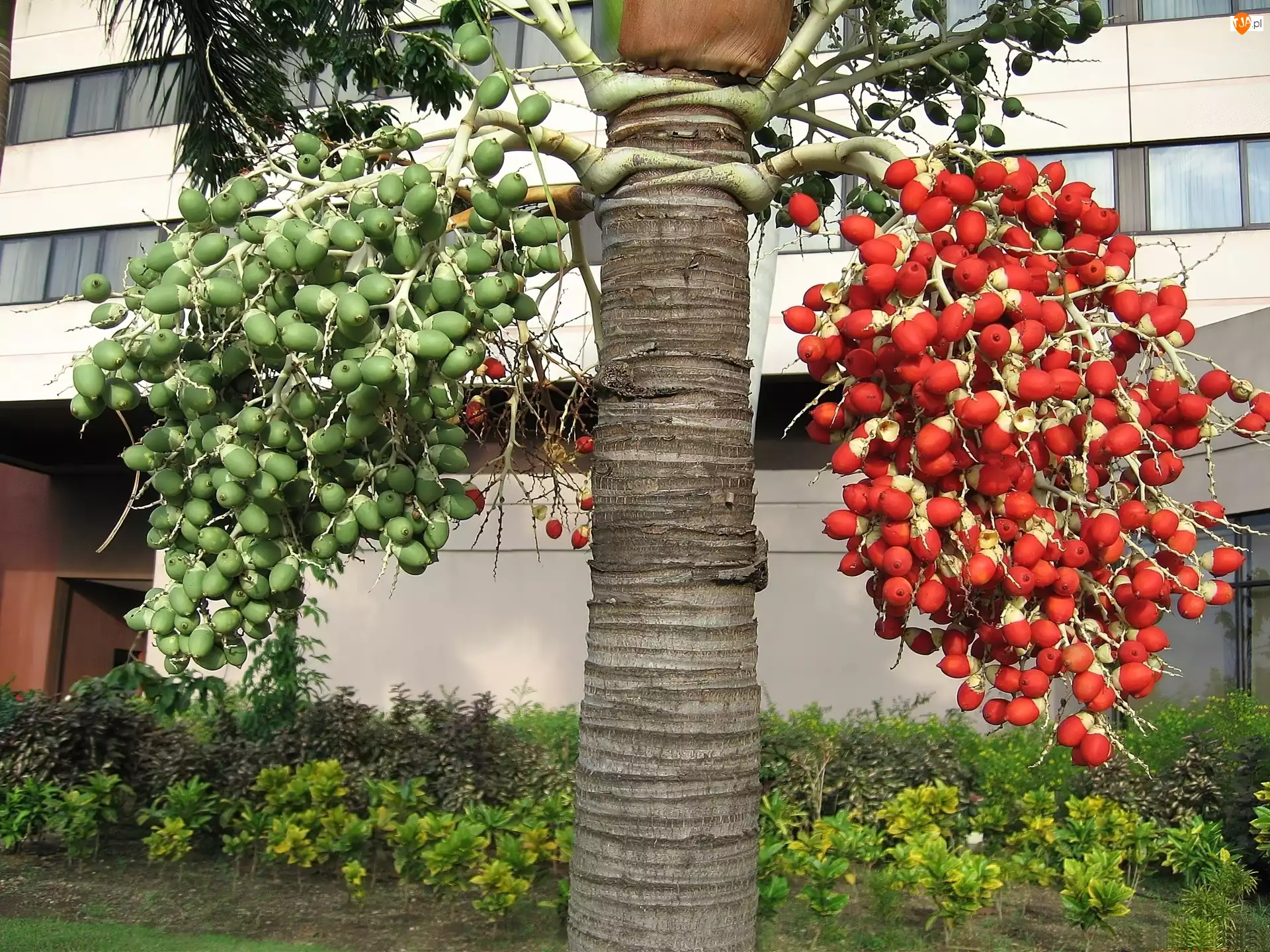 Owoce, Drzewo, Czerwone, Egzotyczne, Zielone