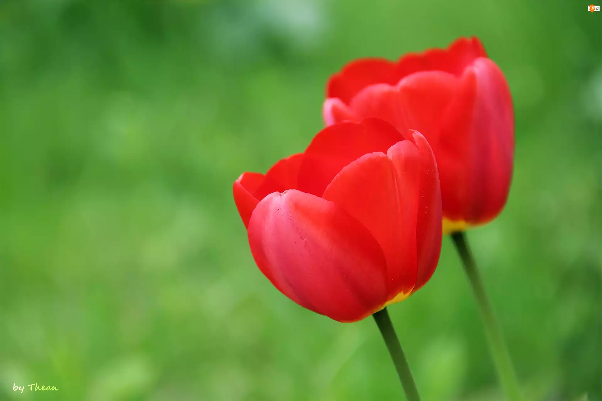 Tulipany, Dwa, Czerwone