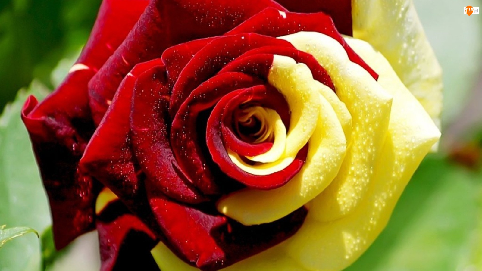 Róża, Piękna, Czerwono, Żółta