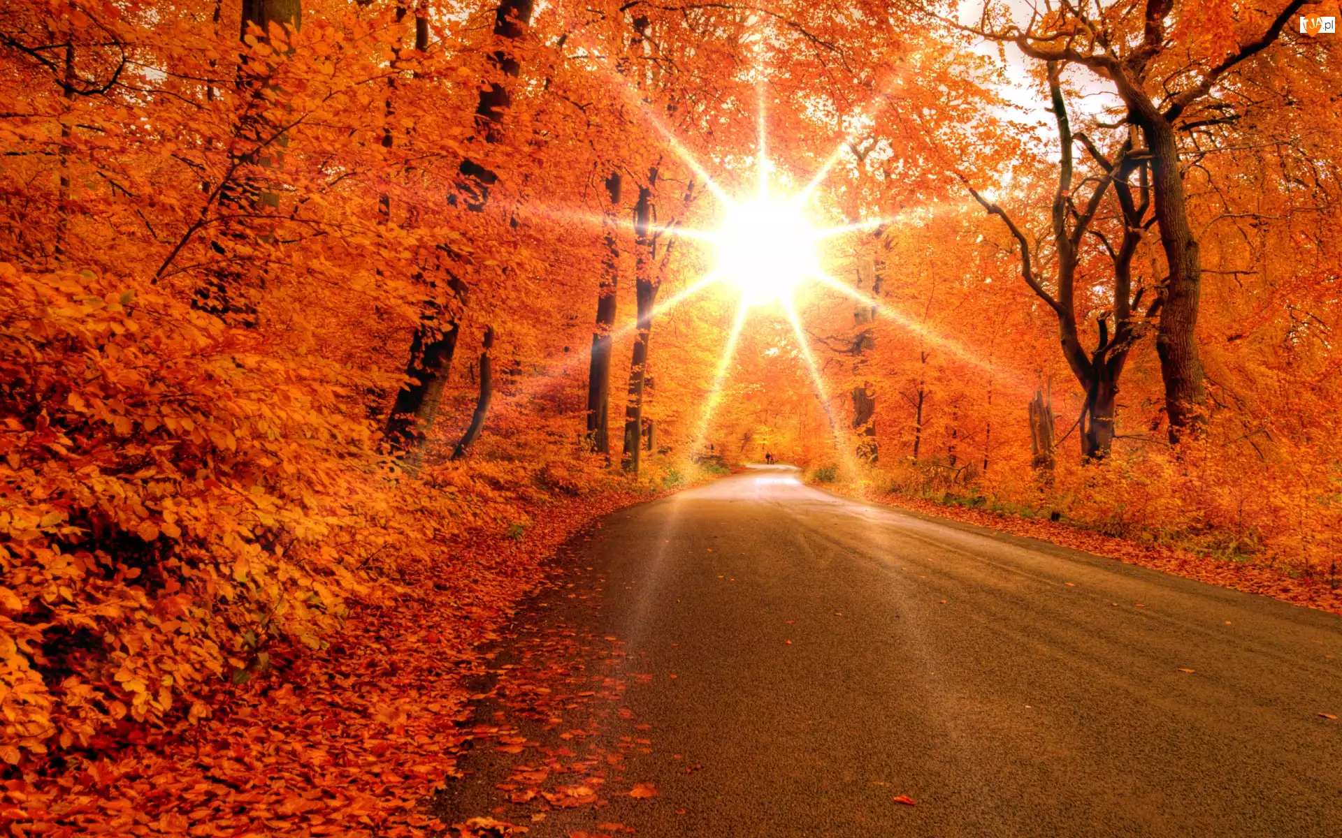Droga, Słońca, Jesień, Promienie