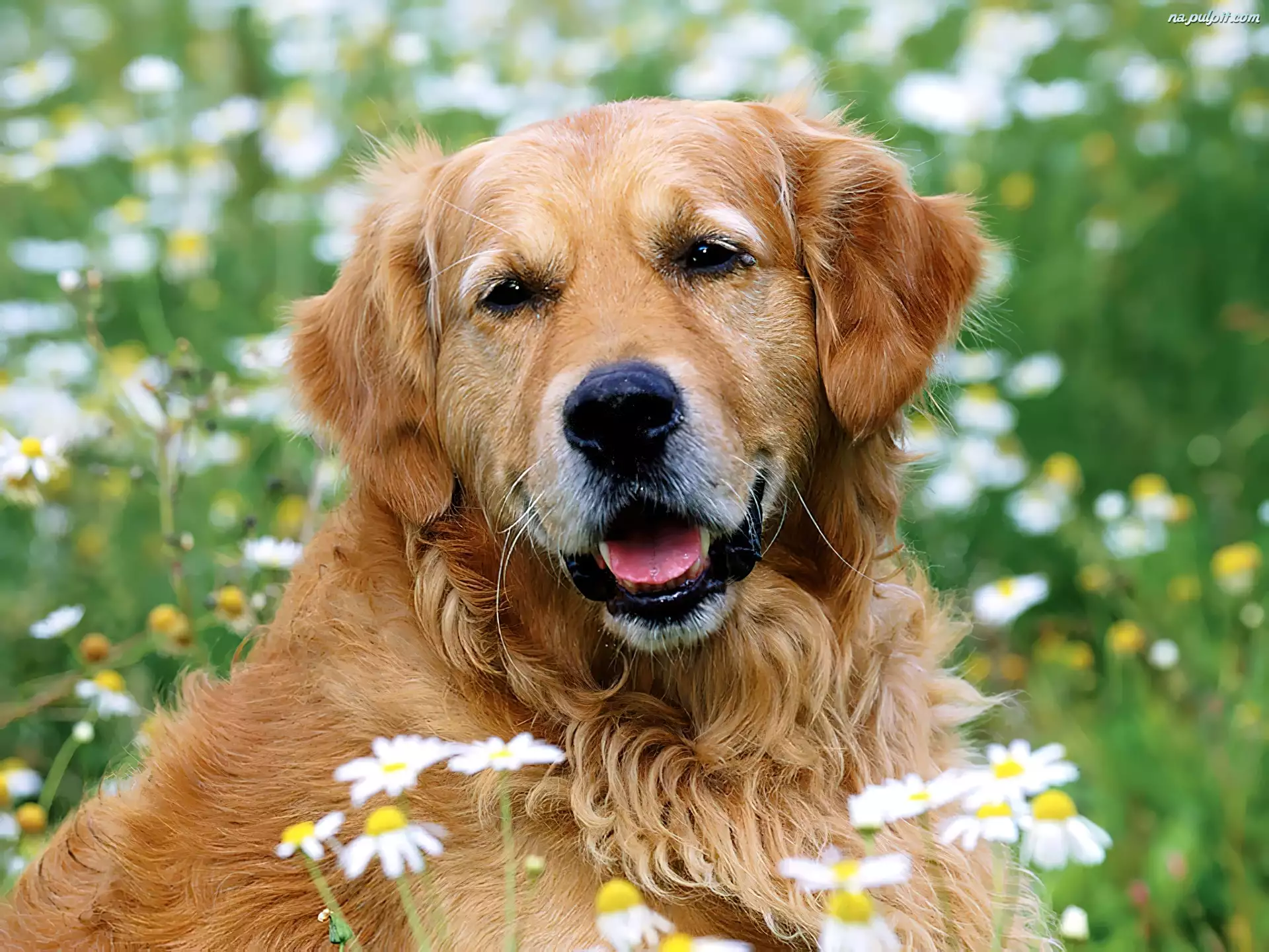 Trawa, Golden, Retriever, Kwiatki