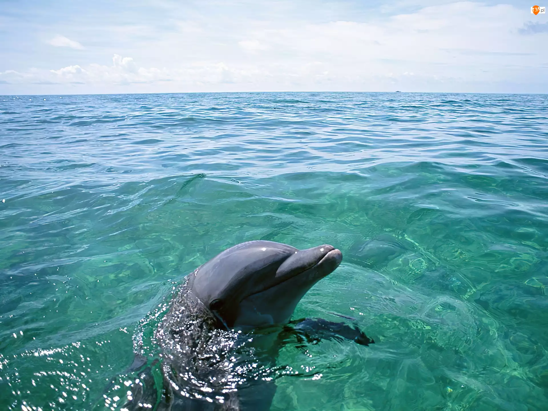 Woda, Delfin, Ocean