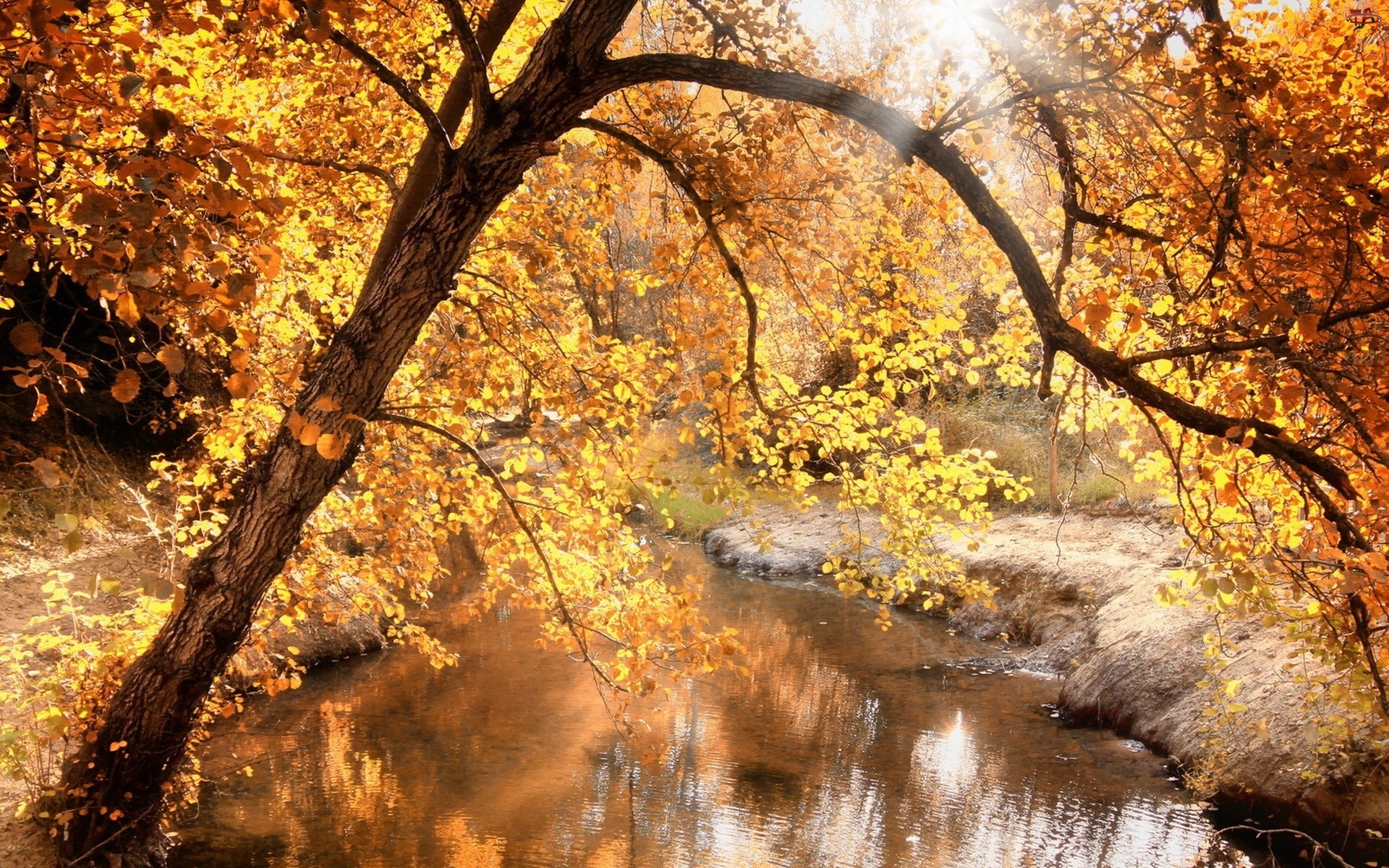 Rzeka, Jesień, Drzewa