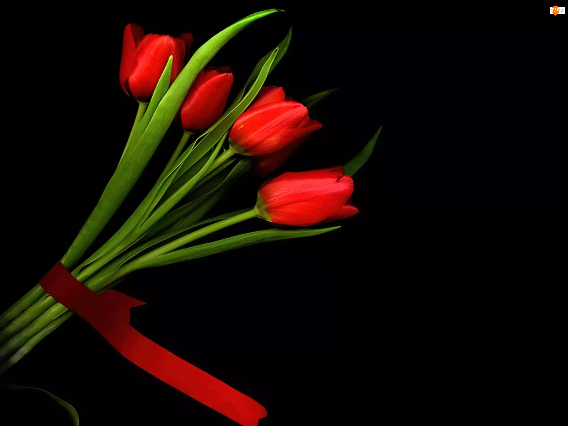 Wstążka, Czerwone, Tulipany