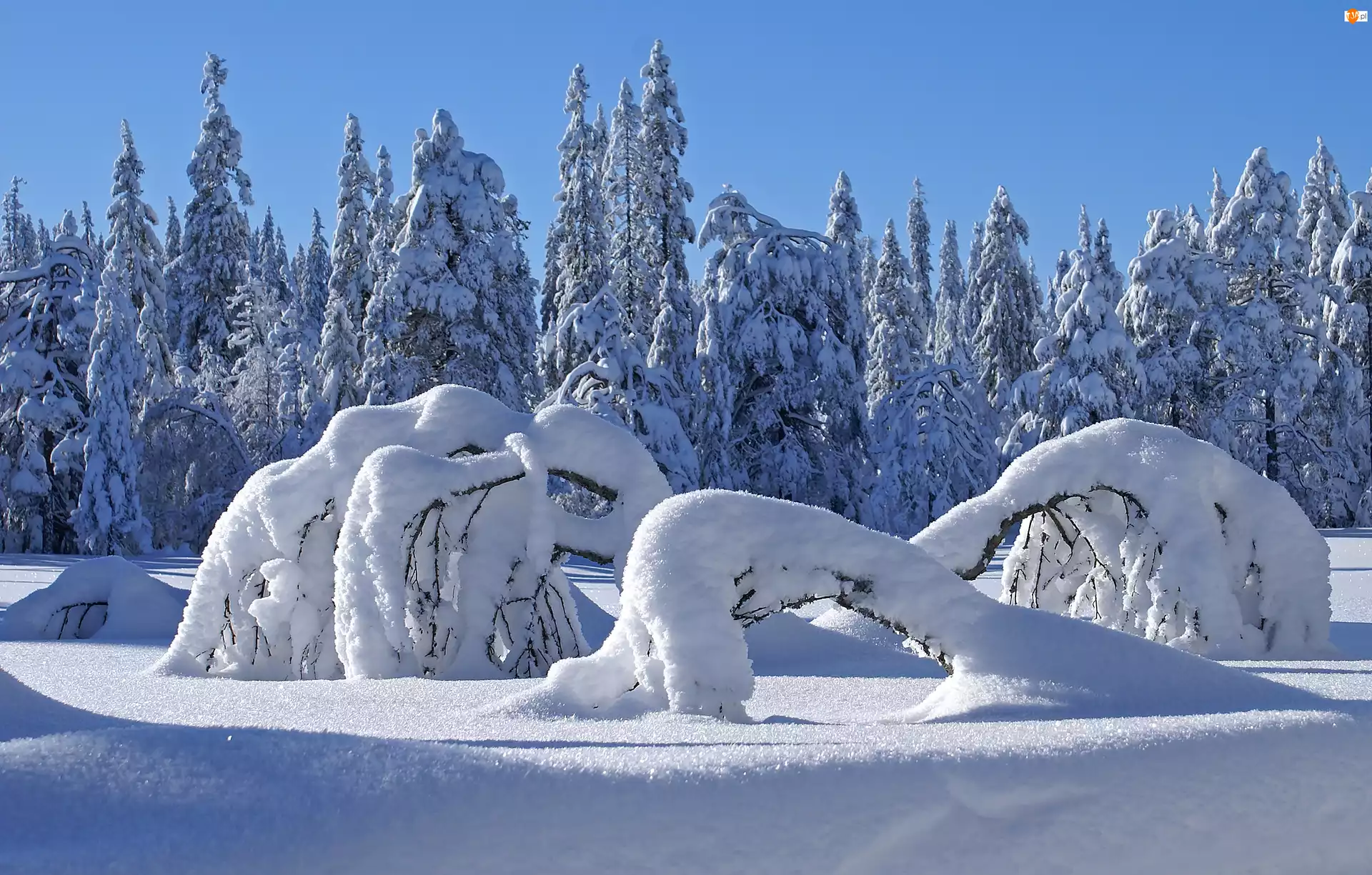 Śnieg, Las, Drzewa