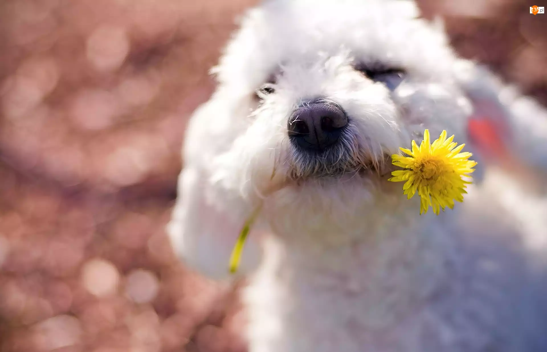 Pies, Kwiat, Maltańczyk, Żółty