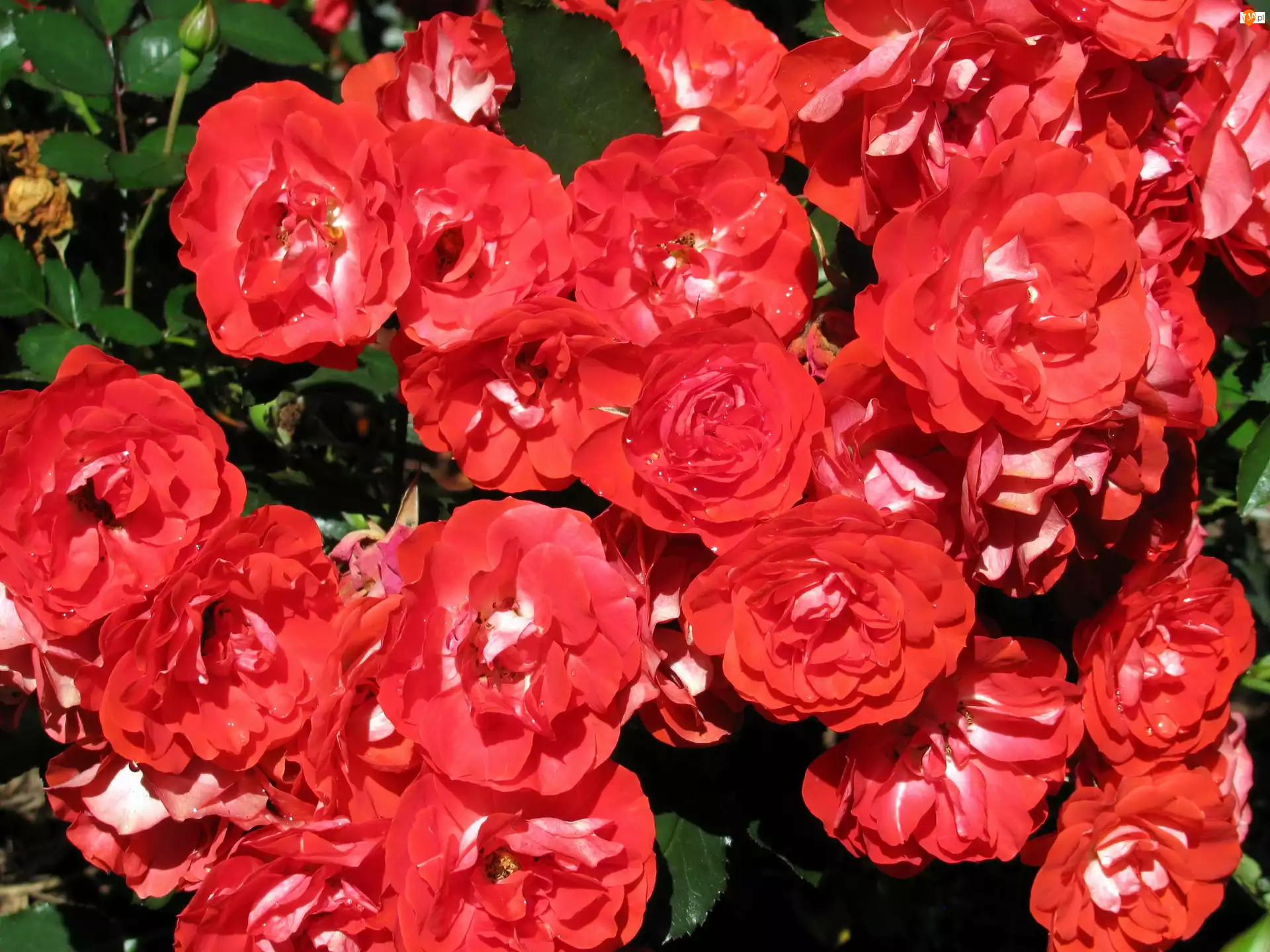 Ogród, Czerwone, Róże