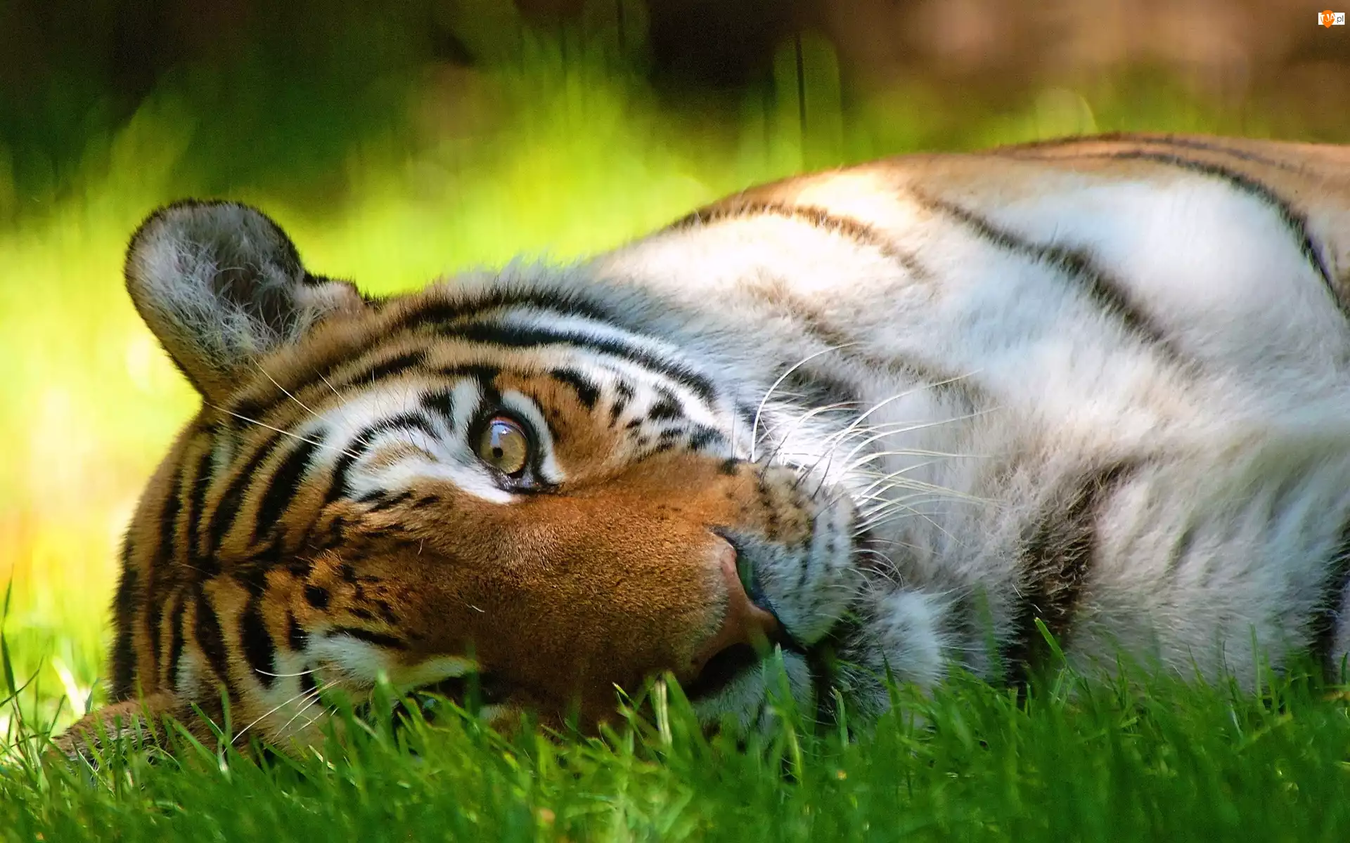 Odpoczynek, Tygrys, Trawa