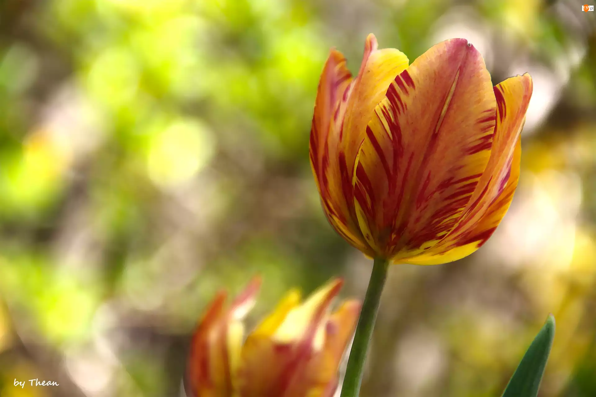 Tulipan, Żółto, Czerwony