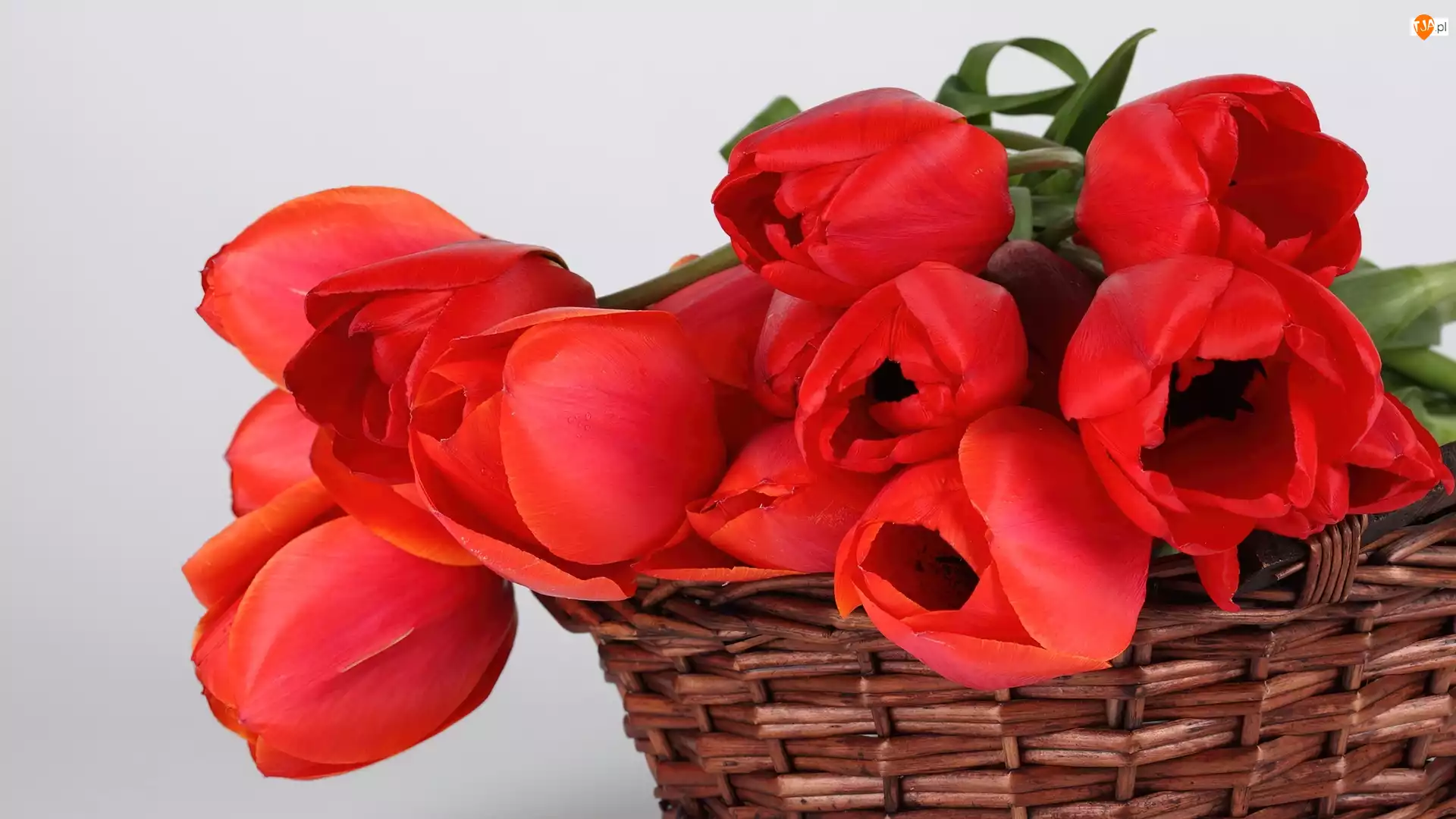 Tulipany, Kosz, Czerwone