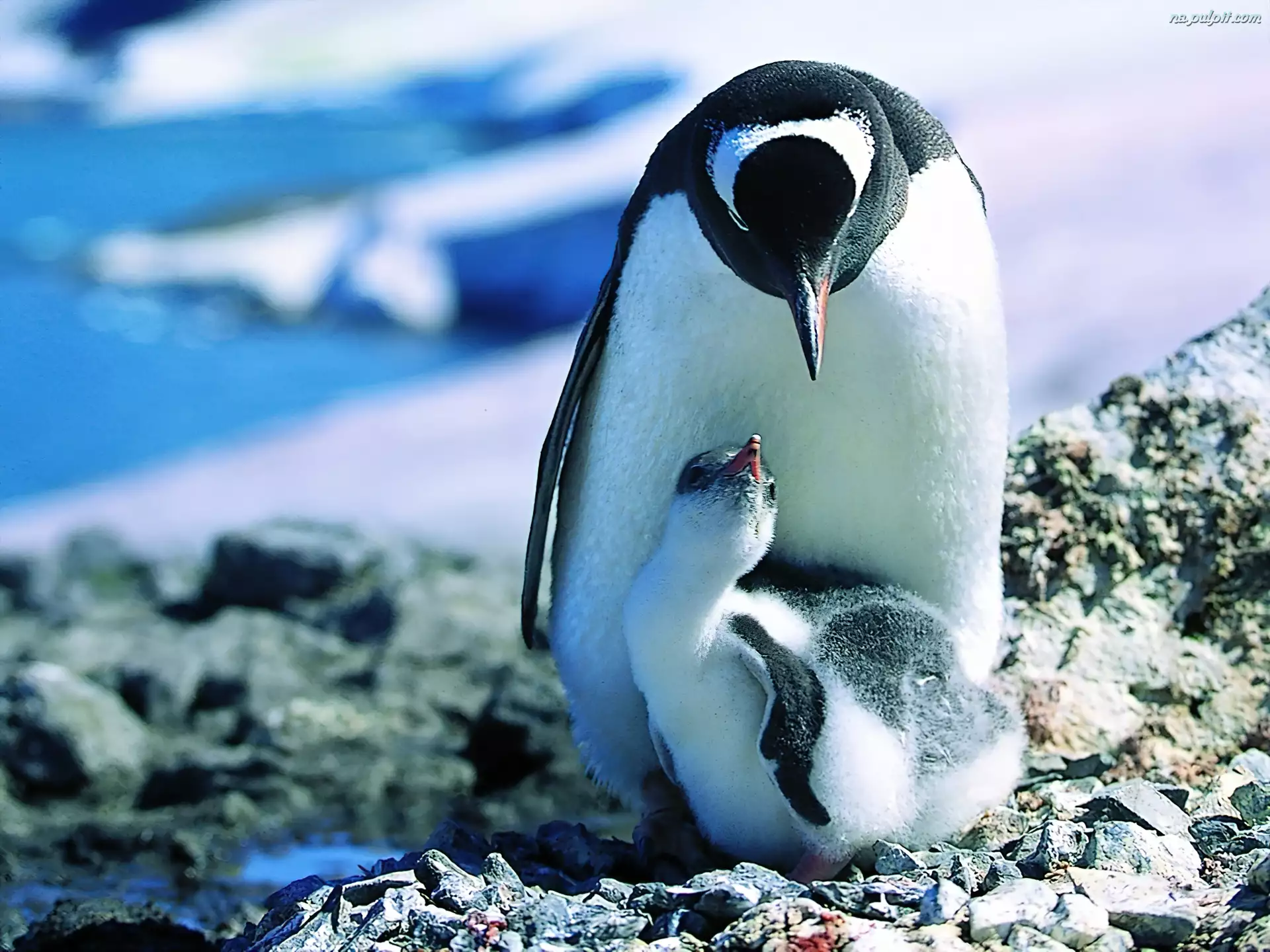 Młode, Mama, Pingwin