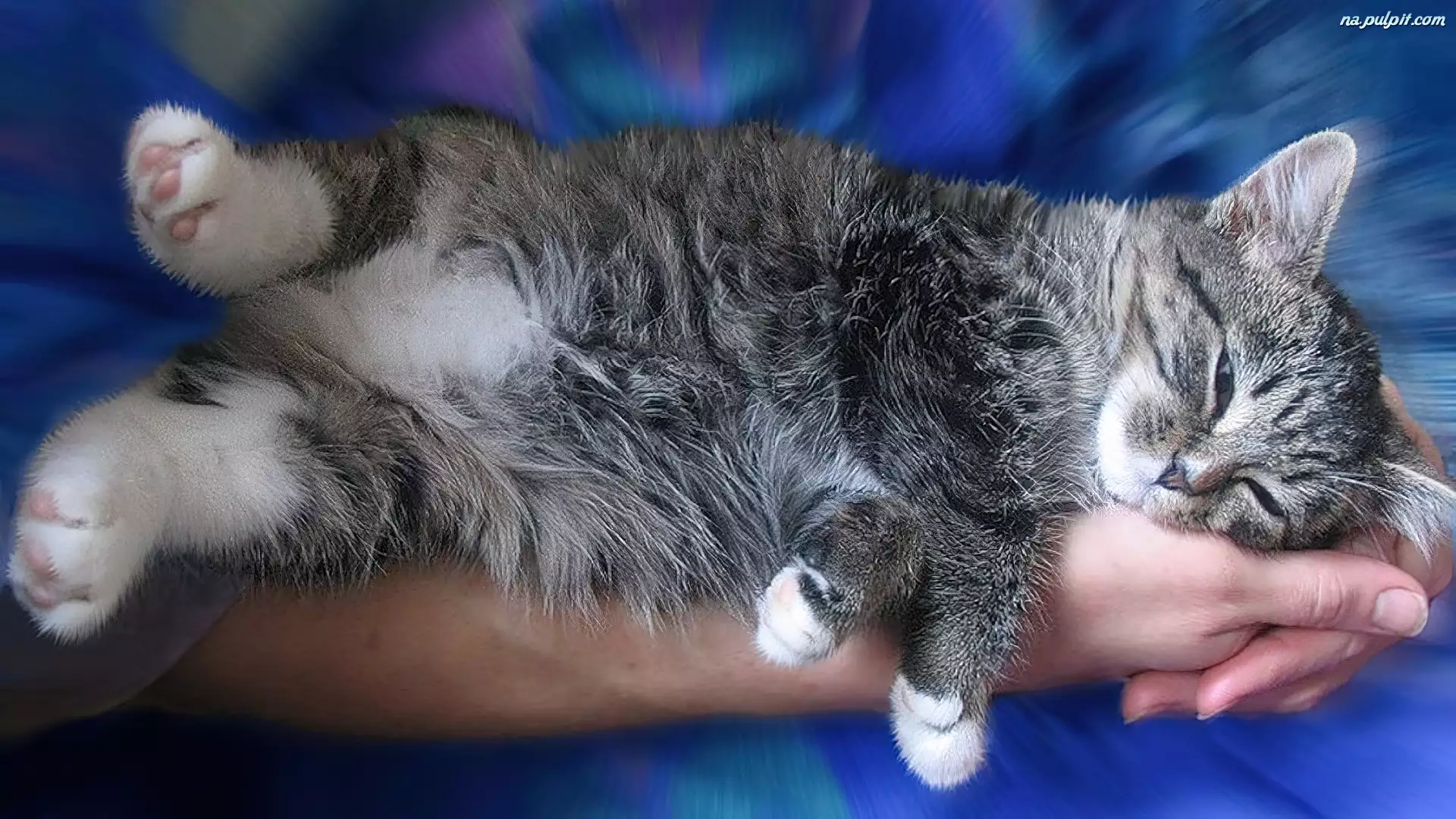 Ręce, Śpiący, Kotek