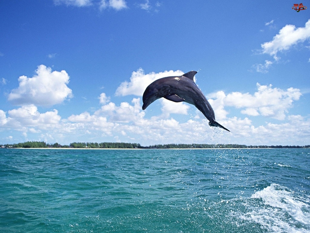 Skok, Delfin, Morze
