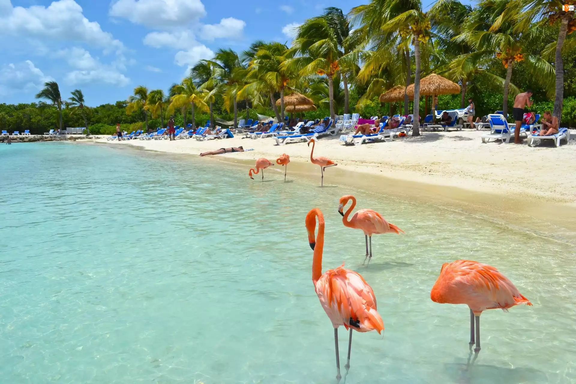 Flamingi, Aruba, Palmy, Plaża, Morze