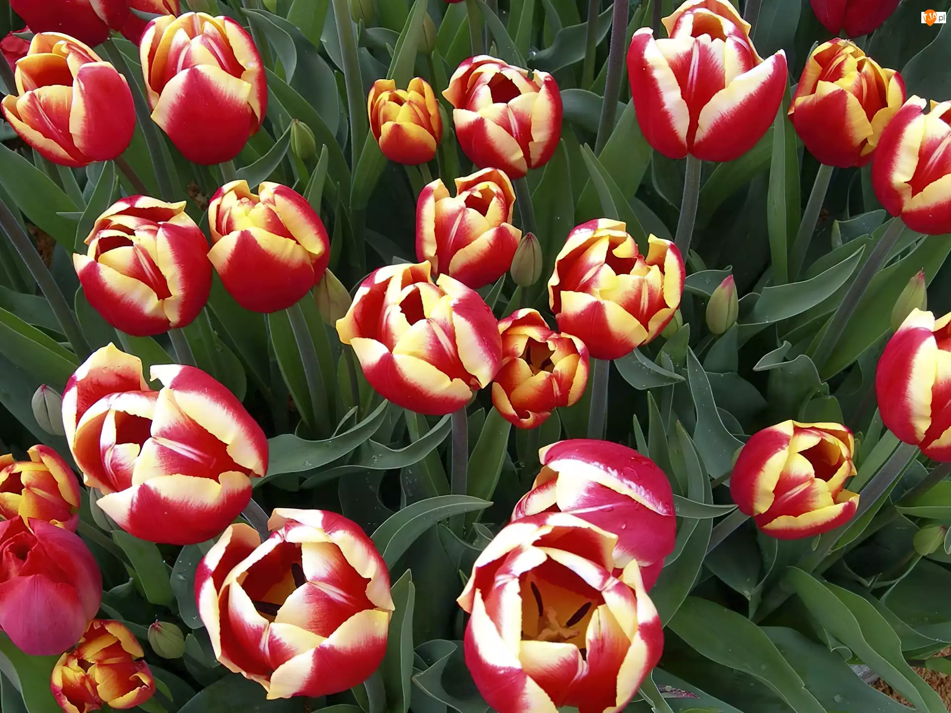 Tulipany, Piękne, Kolorowe